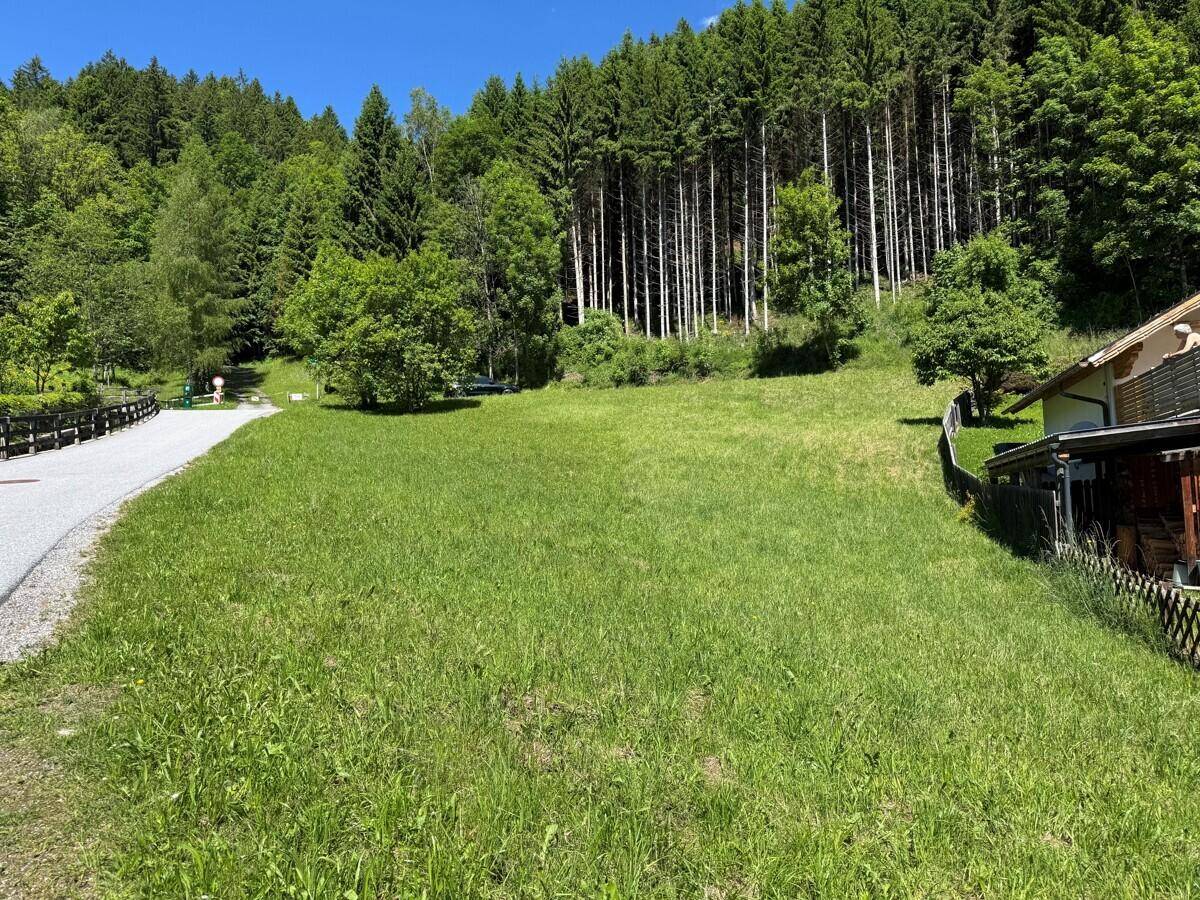 Grüne Wiese am Waldrand mit einem Schotterweg und einem Teil eines Hauses im Vordergrund.