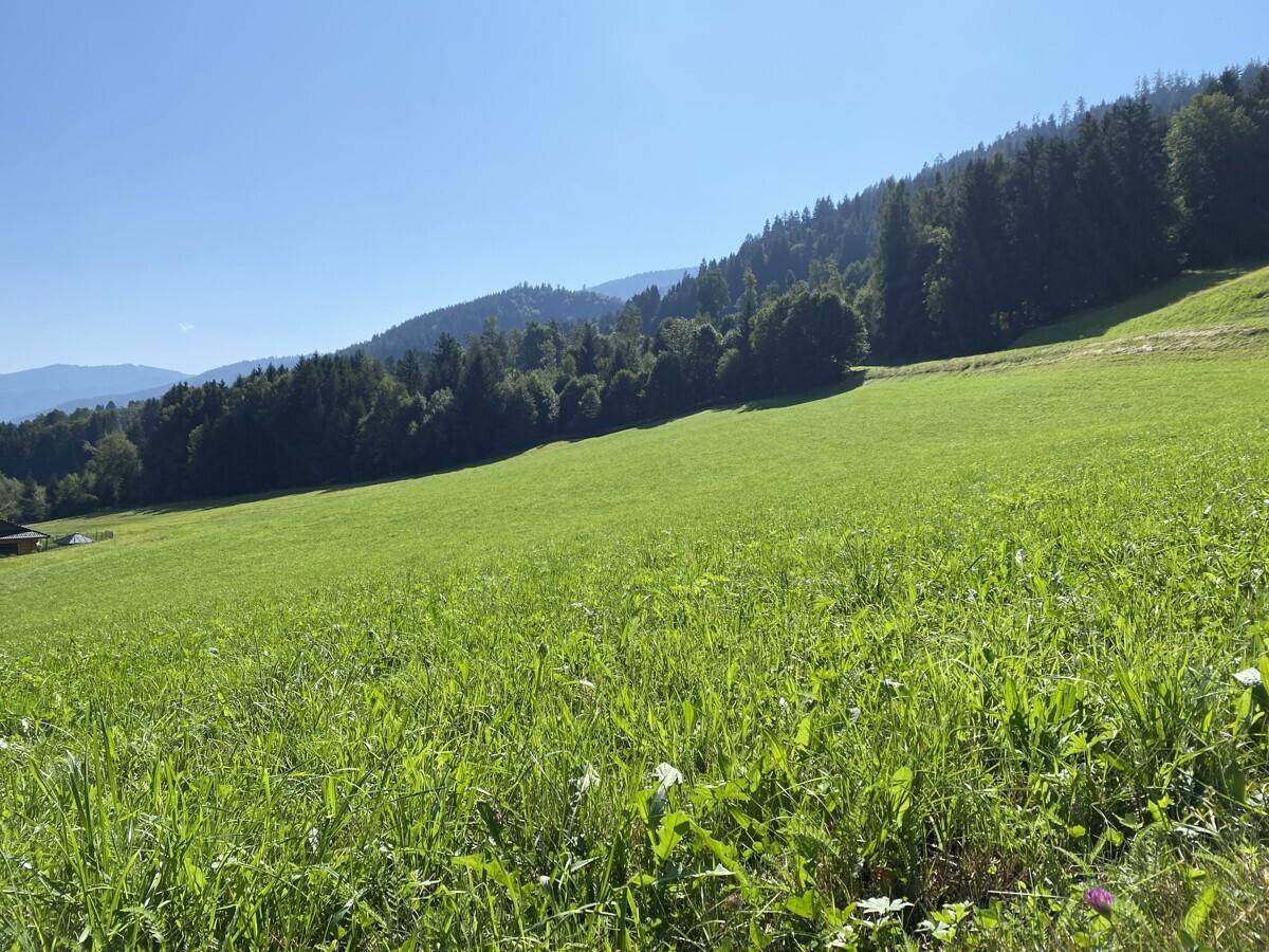 Sonnige, weitläufige grüne Wiesenflächen mit bewaldeten Hügeln im Hintergrund.