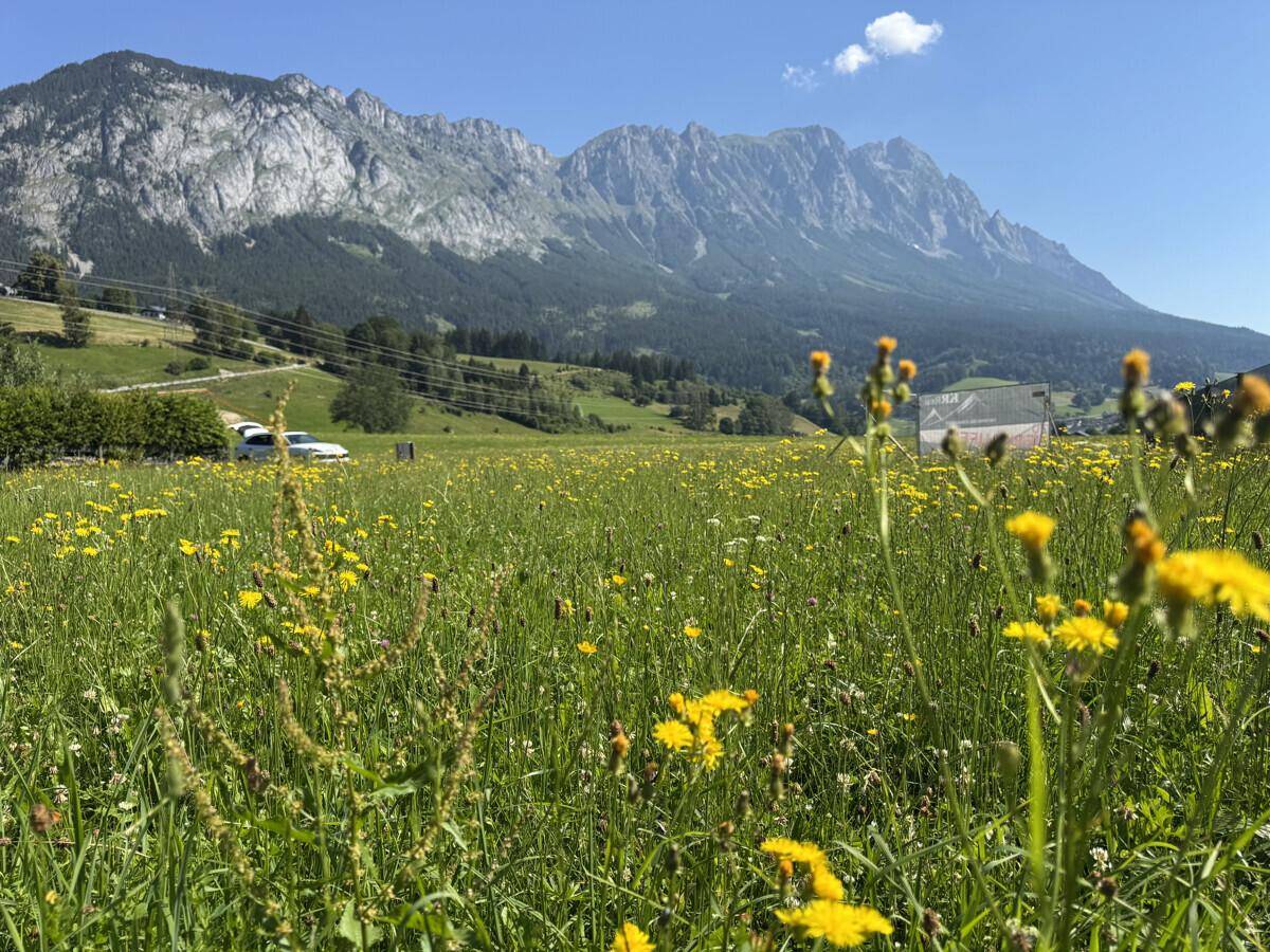Blühende Wiese mit gelben Blumen und majestätischer Bergkulisse im Hintergrund.