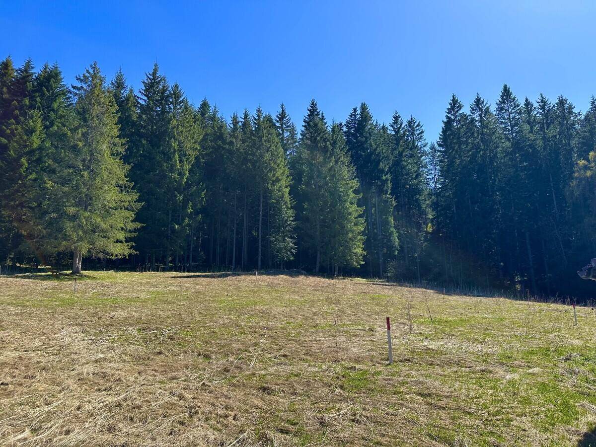 Trockenes Feld grenzt an dichten Nadelwald unter klarem, blauem Himmel.