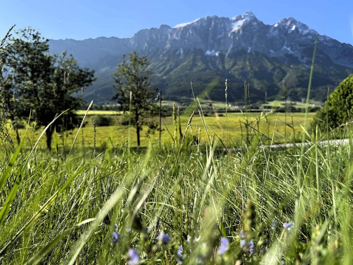 Grüne Wiesen und Bäume im Vordergrund mit majestätischen Bergen im Hintergrund unter blauem Himmel.