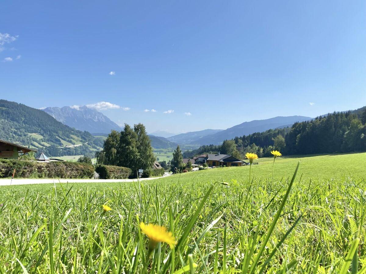 Grüne Wiese mit gelben Blumen im Vordergrund und malerischem Bergpanorama.