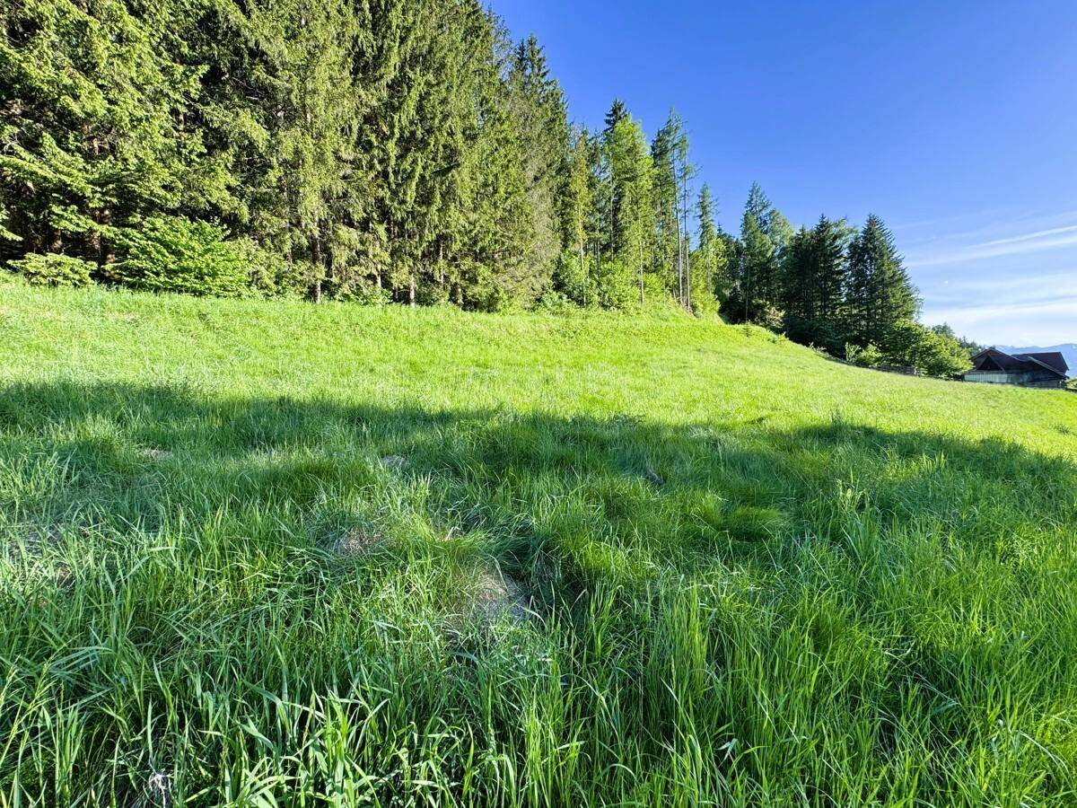 Steiler grüner Hang mit dichtem Wald im Hintergrund unter einem klaren blauen Himmel.