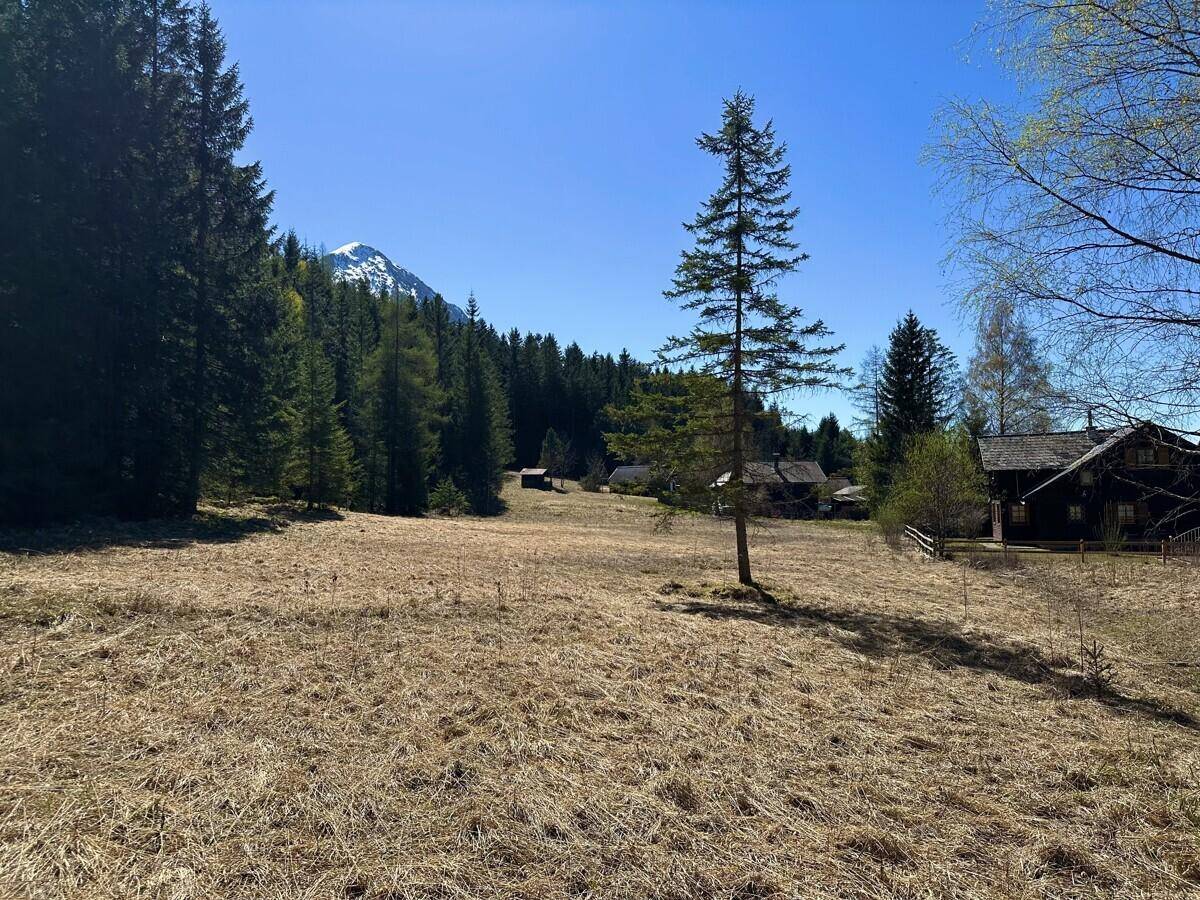 Trockenes Feld mit einzelnen Nadelbäumen und einem schneebedeckten Berggipfel im Hintergrund.