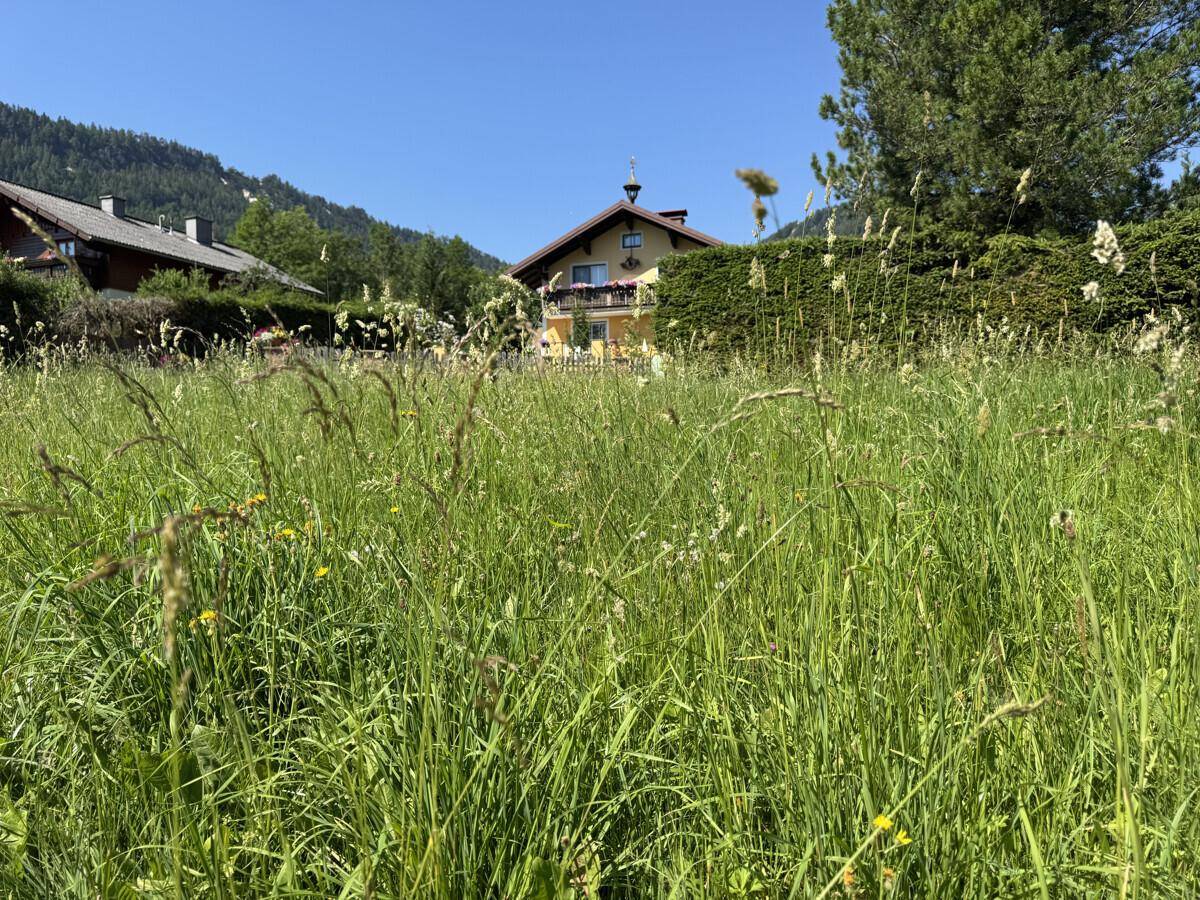 Grünes Feld mit hohem Gras, umgeben von Häusern und bewaldeten Hügeln unter klarem Himmel.