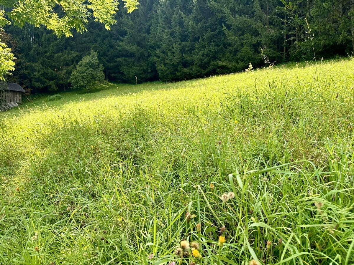 Attraktives Grundstück in Gröbming – Teilung in mehrere Grundstücke möglich - Mehr