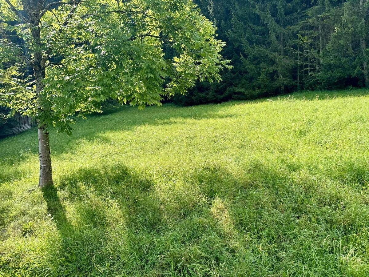 Sonnige Wiese mit einem Baum im Vordergrund und einem dichten Wald im Hintergrund.