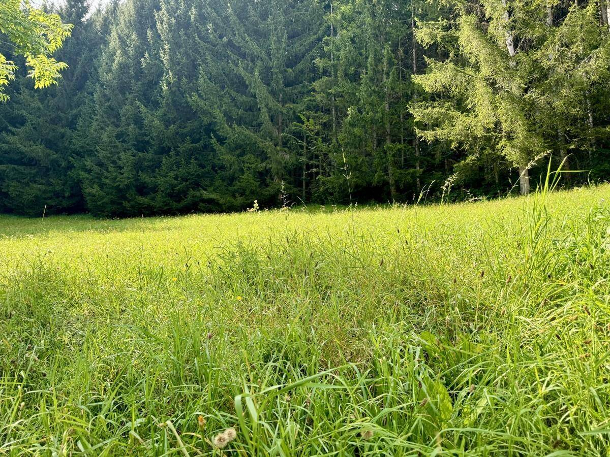 Weitläufige, sonnige Wiese mit hohem Gras und dichtem Wald am Horizont.