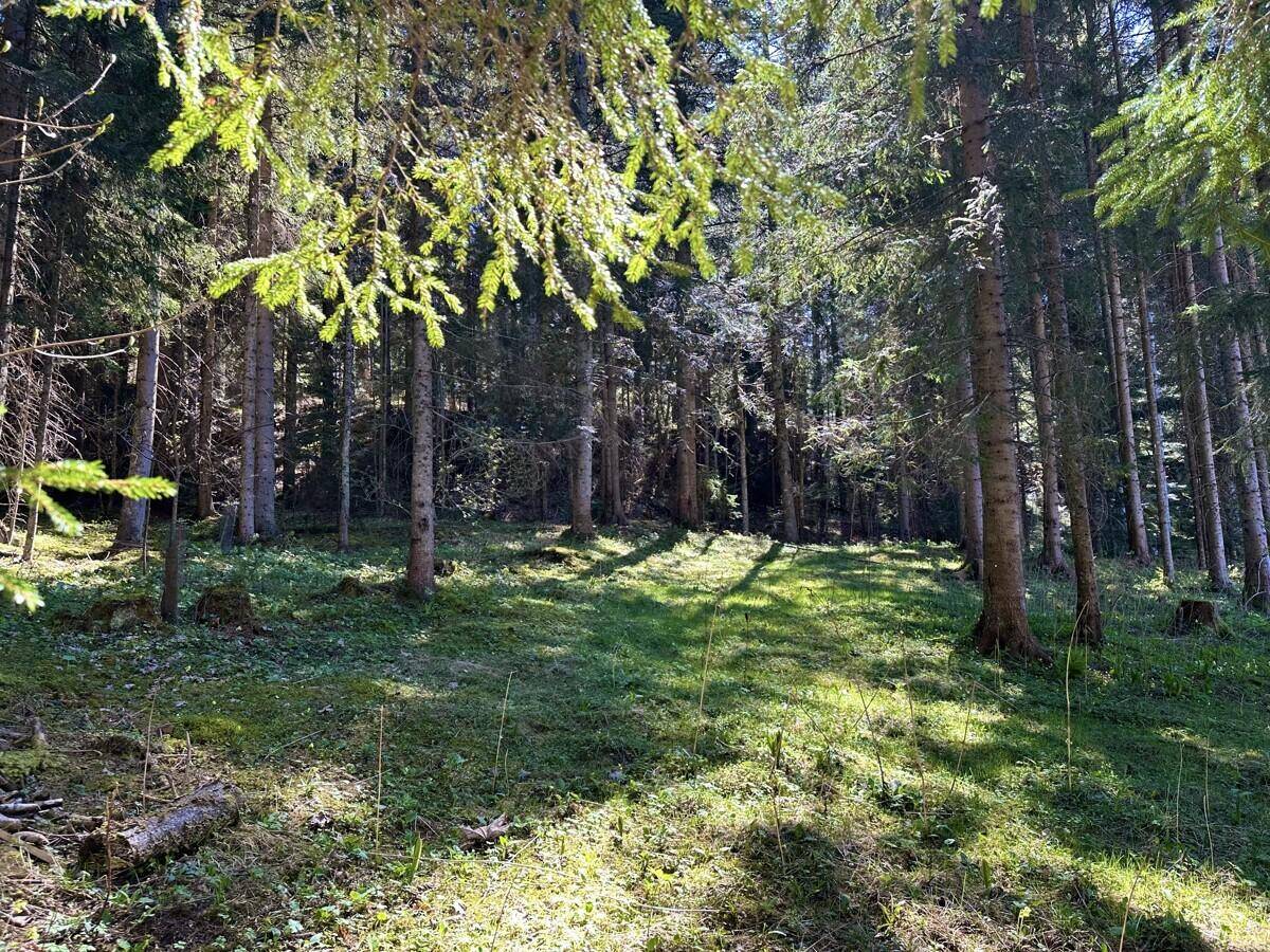 Dichter Nadelwald mit Sonnenlicht, das durch die Baumkronen auf den moosigen Waldboden fällt.
