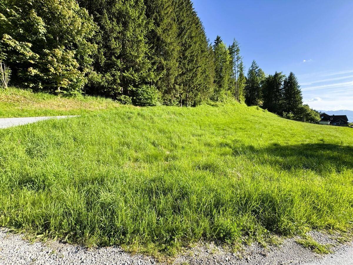 Sonniger grüner Hang mit Wald im Hintergrund und einer Straße, die sich durch die Landschaft schlängelt.