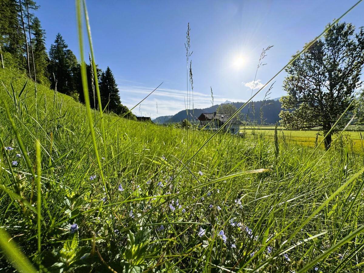 Sonnige Wiesen mit kleinen Blumen und einem Haus in der Ferne, umgeben von grünen Hügeln.
