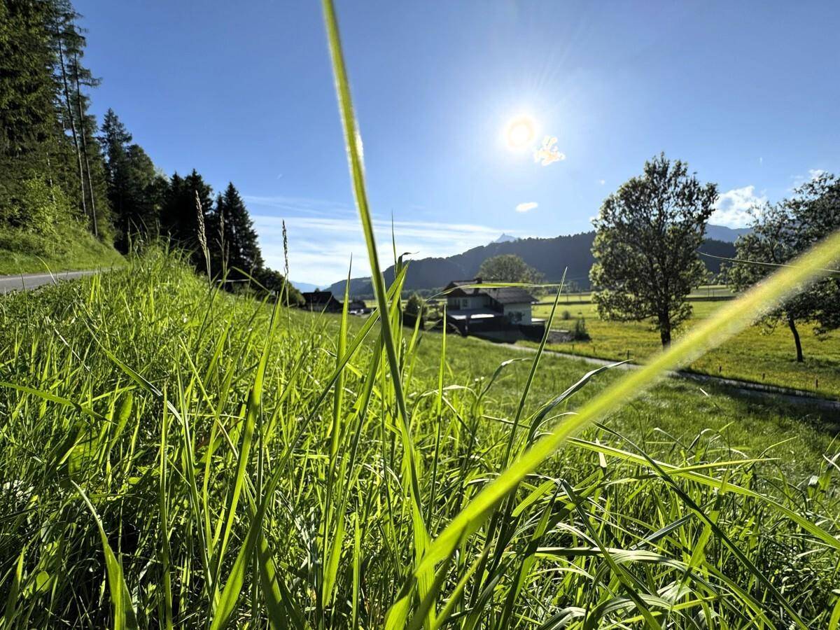 Nahaufnahme von hohem Gras mit einem sonnigen Landschaftsblick und Häusern in der Ferne.
