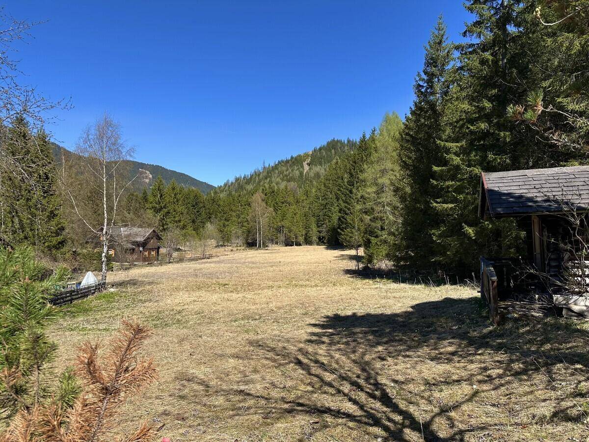 Weitläufiges trockenes Feld umgeben von hohen Nadelbäumen unter klarem blauem Himmel.