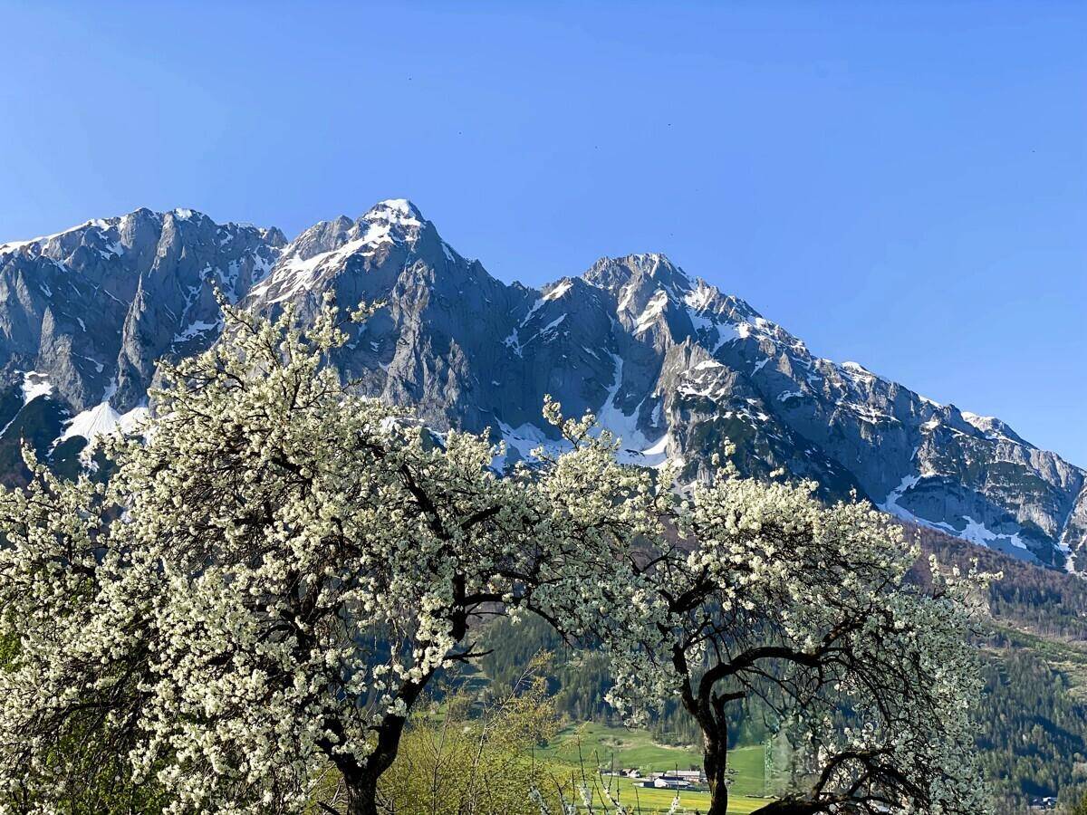 Atemberaubender Blick auf schneebedeckte Berge und blühende Bäume unter klarem blauem Himmel.