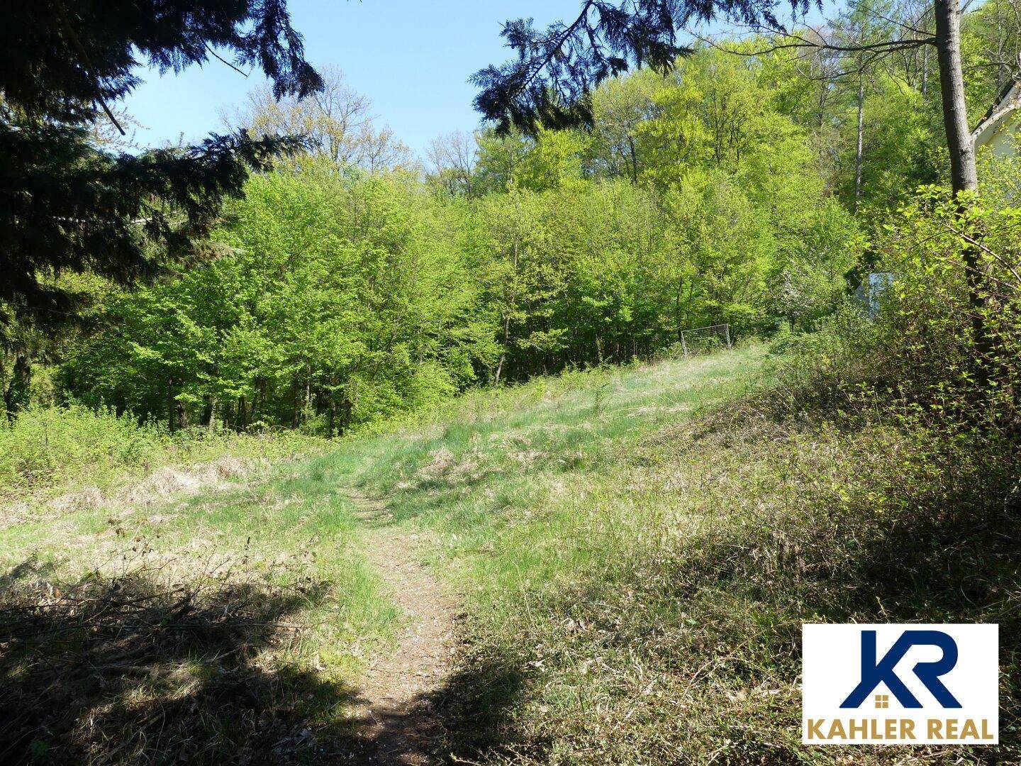 Grüne Wiese mit einem Pfad, umgeben von dichtem Wald und Bäumen unter blauem Himmel.