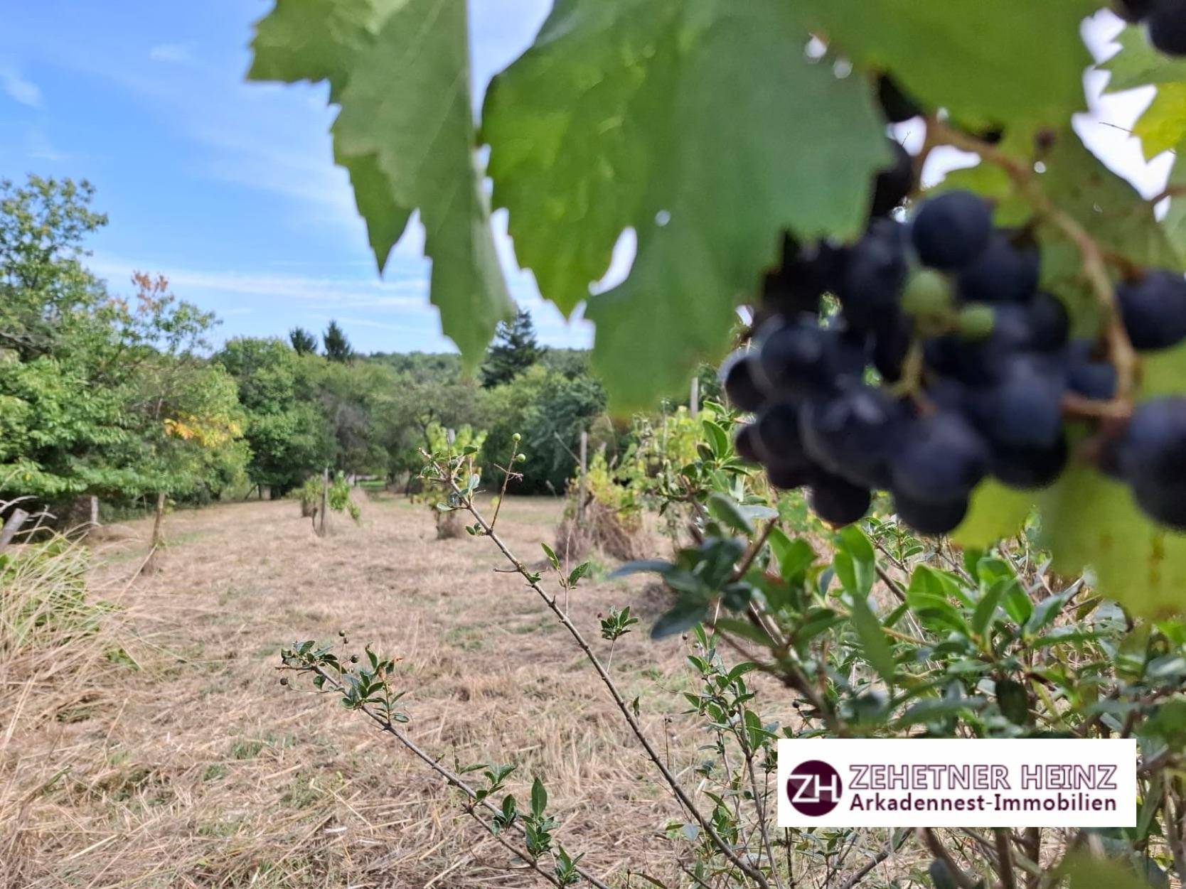 Nahaufnahme von Weintrauben mit Blick auf einen Weinberg und grüne Landschaft.