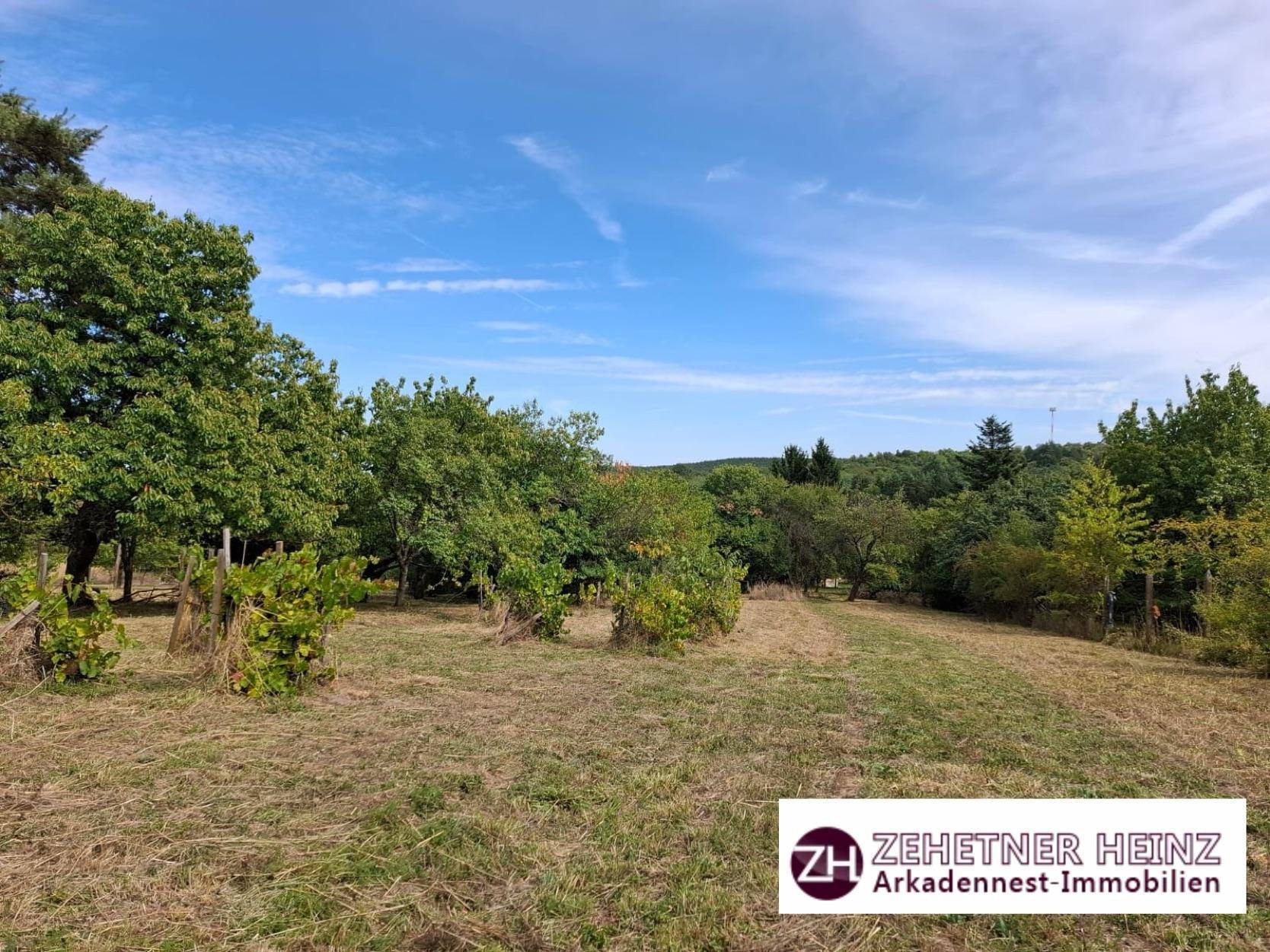 Weitläufiger Garten mit Wiesenfläche und Obstbäumen unter blauem Himmel.