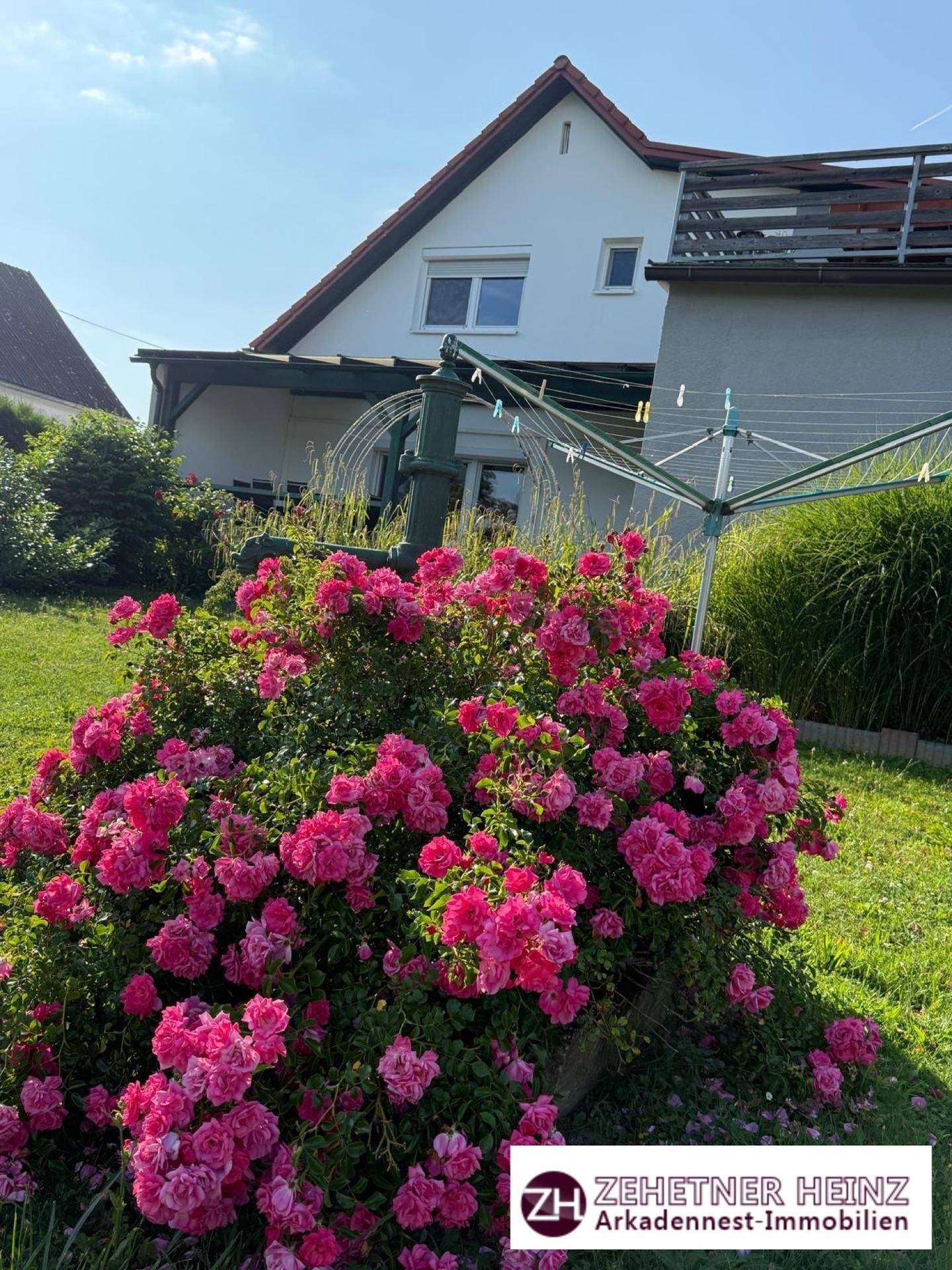 Blühender Rosenbusch im gepflegten Garten mit Blick auf die Rückseite des Hauses.