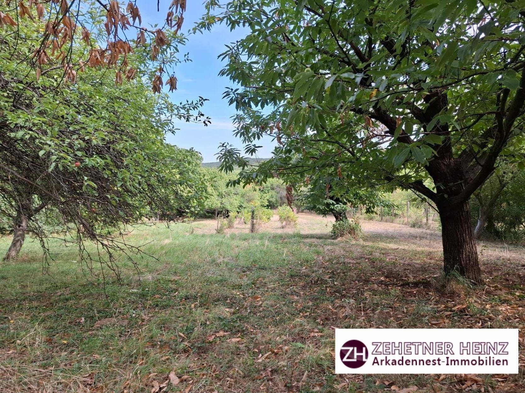 Gartenbereich mit altem Baumbestand und Blick auf eine ländliche Umgebung.