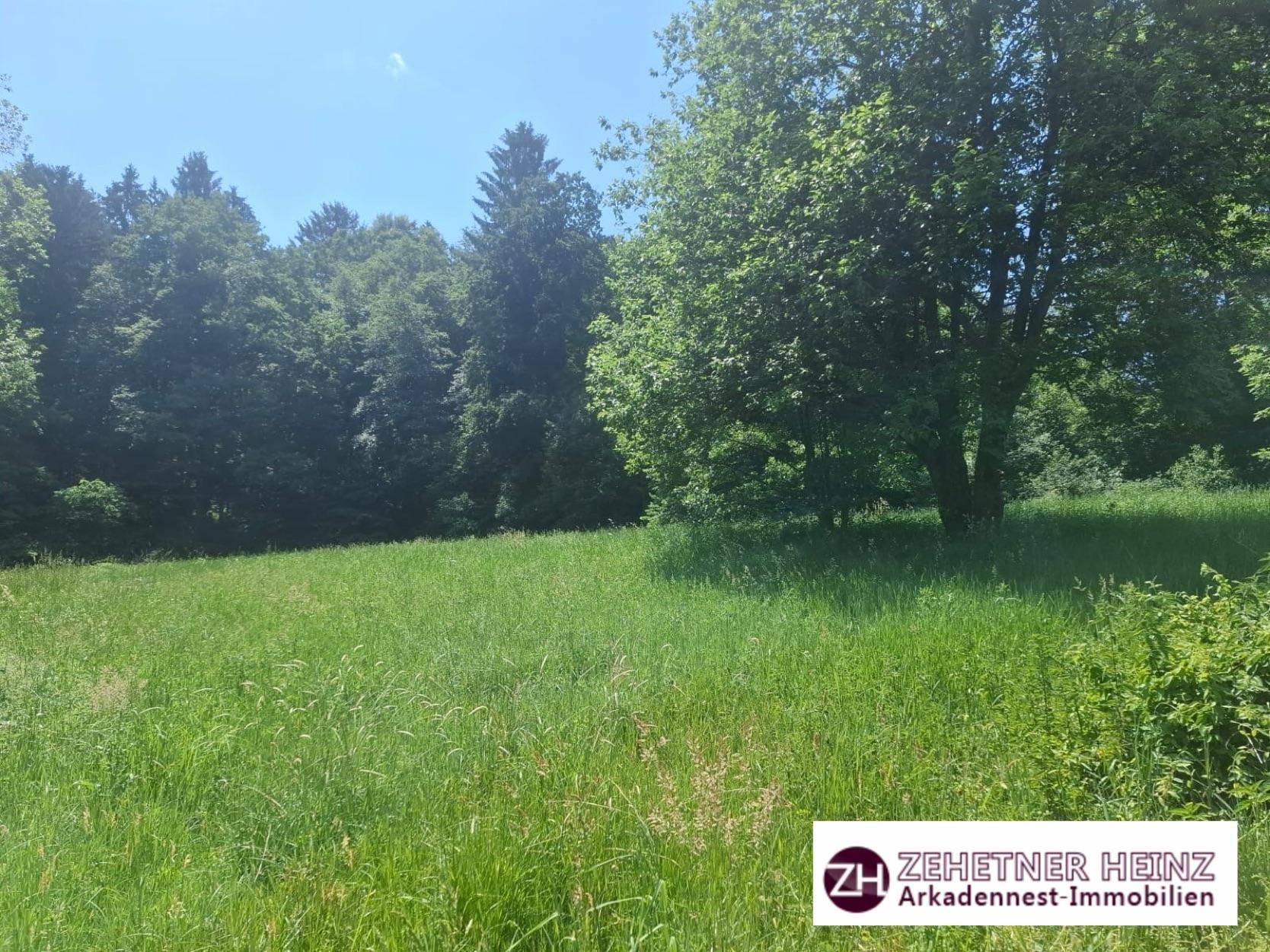 Weitläufige grüne Wiese mit dichtem Wald im Hintergrund unter einem klaren, blauen Himmel.
