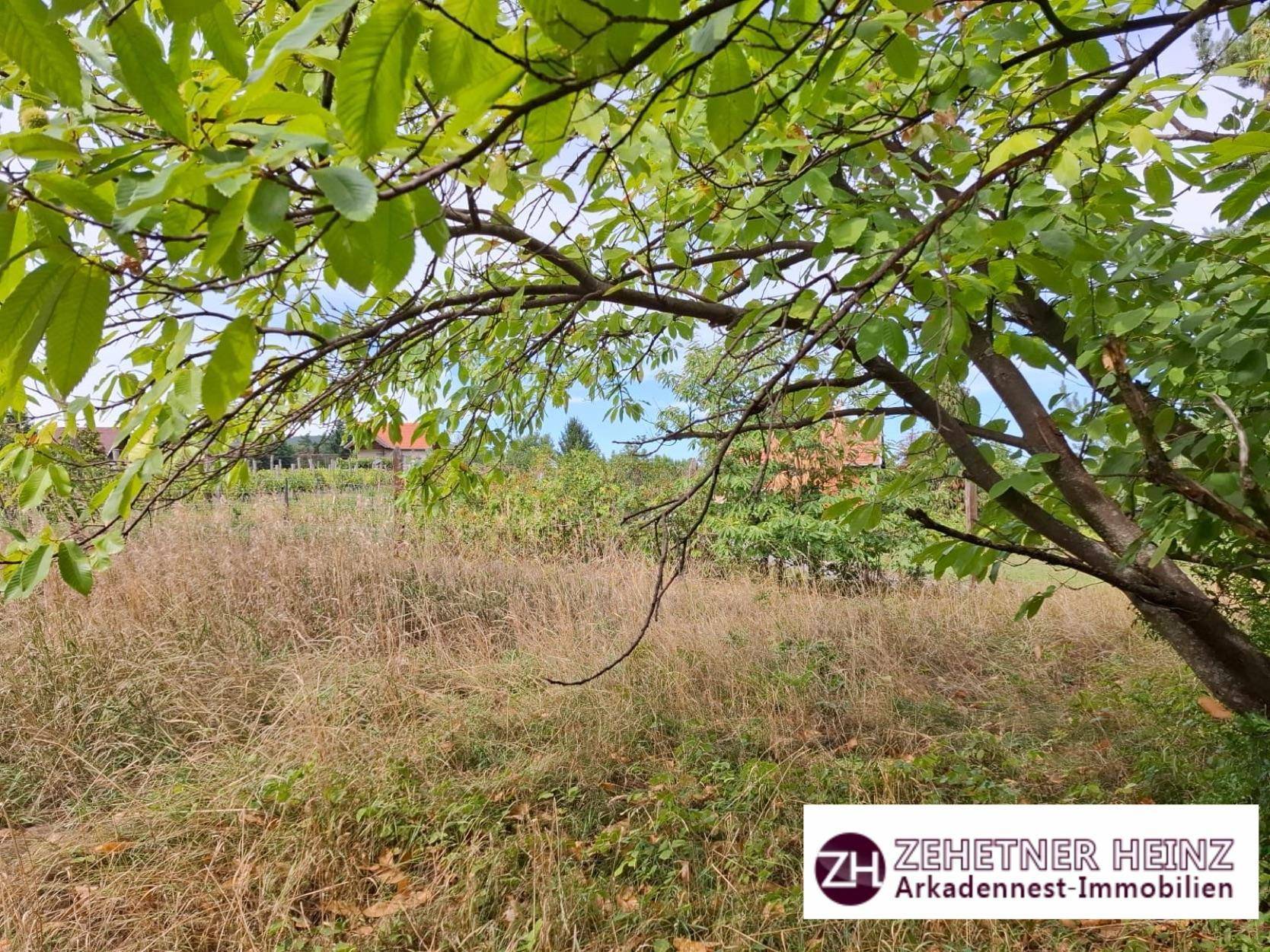 Weitläufiges Grundstück mit hohem Gras und Bäumen, umgeben von Natur.