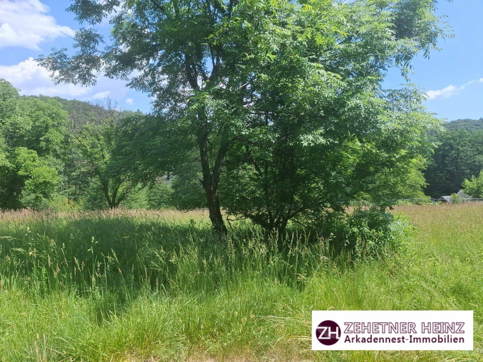 Grüne Wiese mit einem großen Baum im Vordergrund und dichtem Wald im Hintergrund.