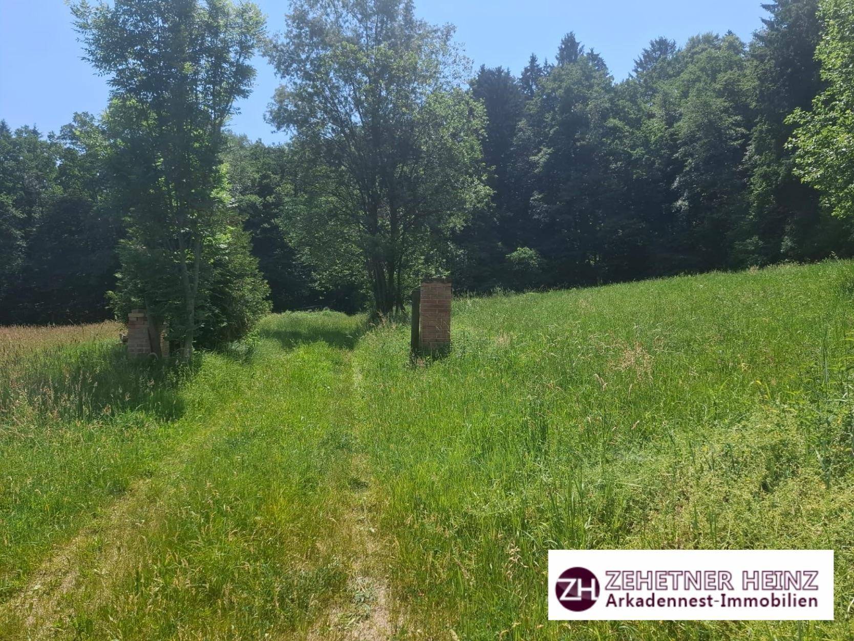 Grüne Wiese mit einem Feldweg, der zu einem Waldrand führt, unter blauem Himmel.