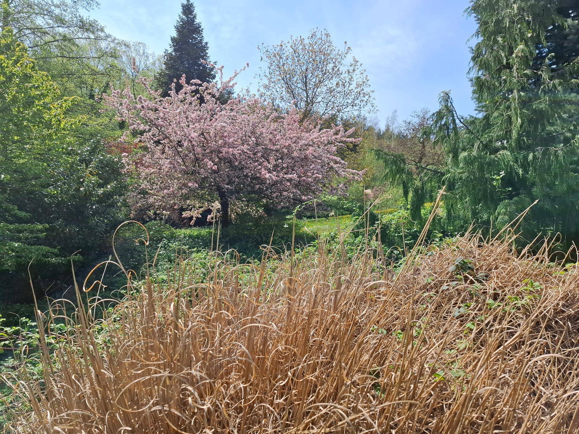 Blühender Garten mit verschiedenen Bäumen und Sträuchern unter strahlend blauem Himmel.