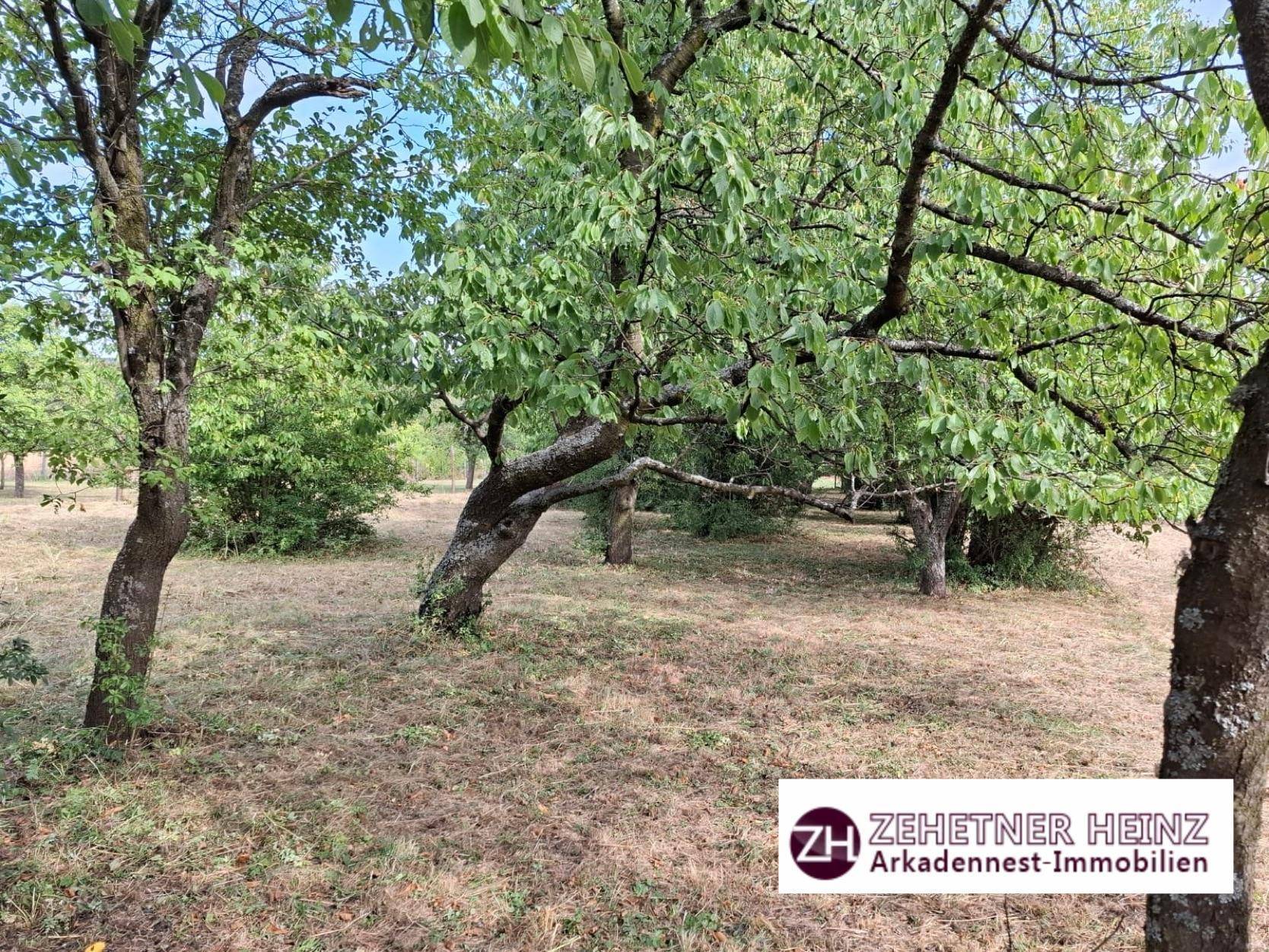 Obstgarten mit mehreren alten Bäumen und trockenem Grasboden.