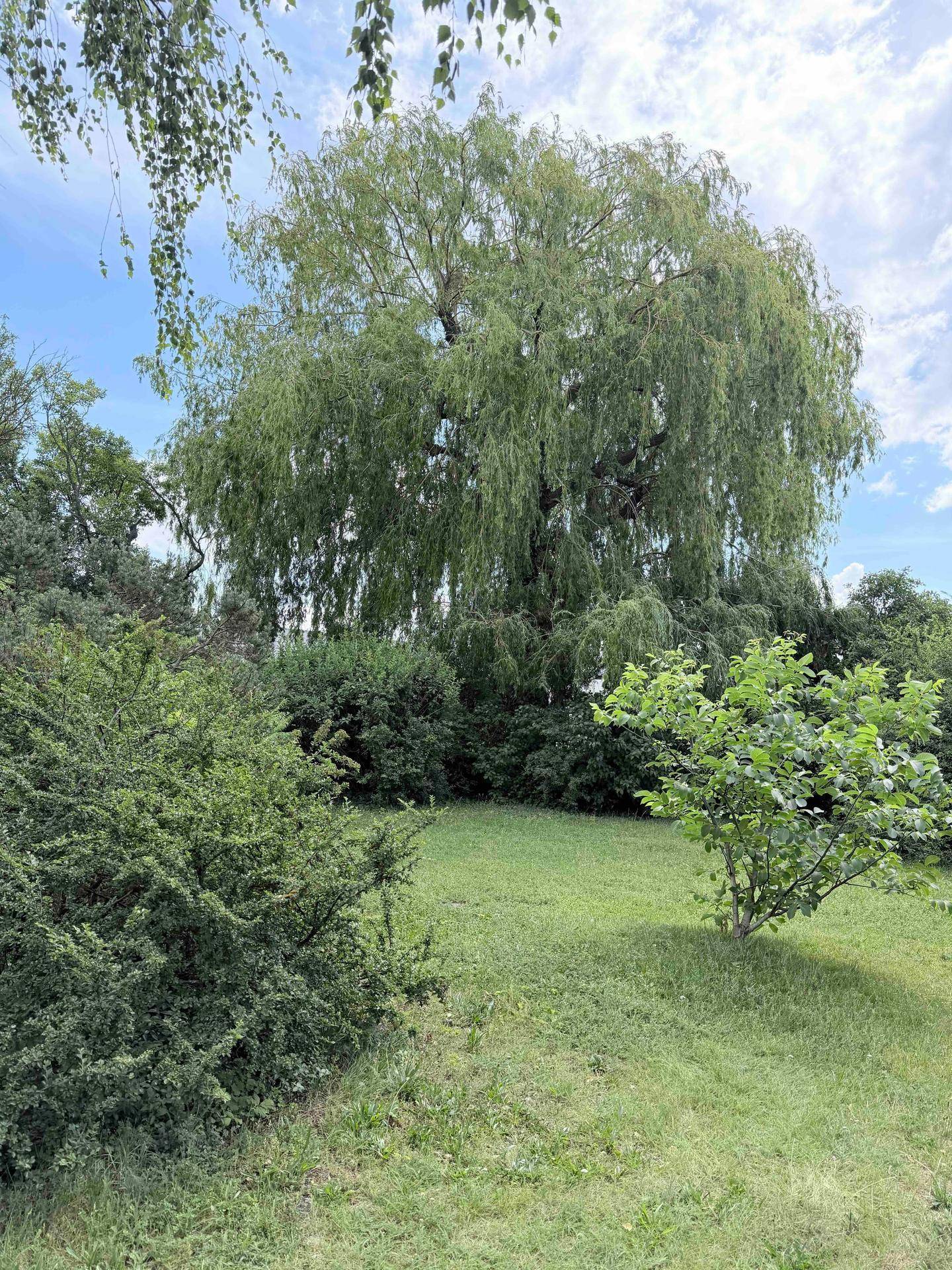 Große Trauerweide in einem grünen Gartenbereich mit weiteren Büschen und Rasenfläche.
