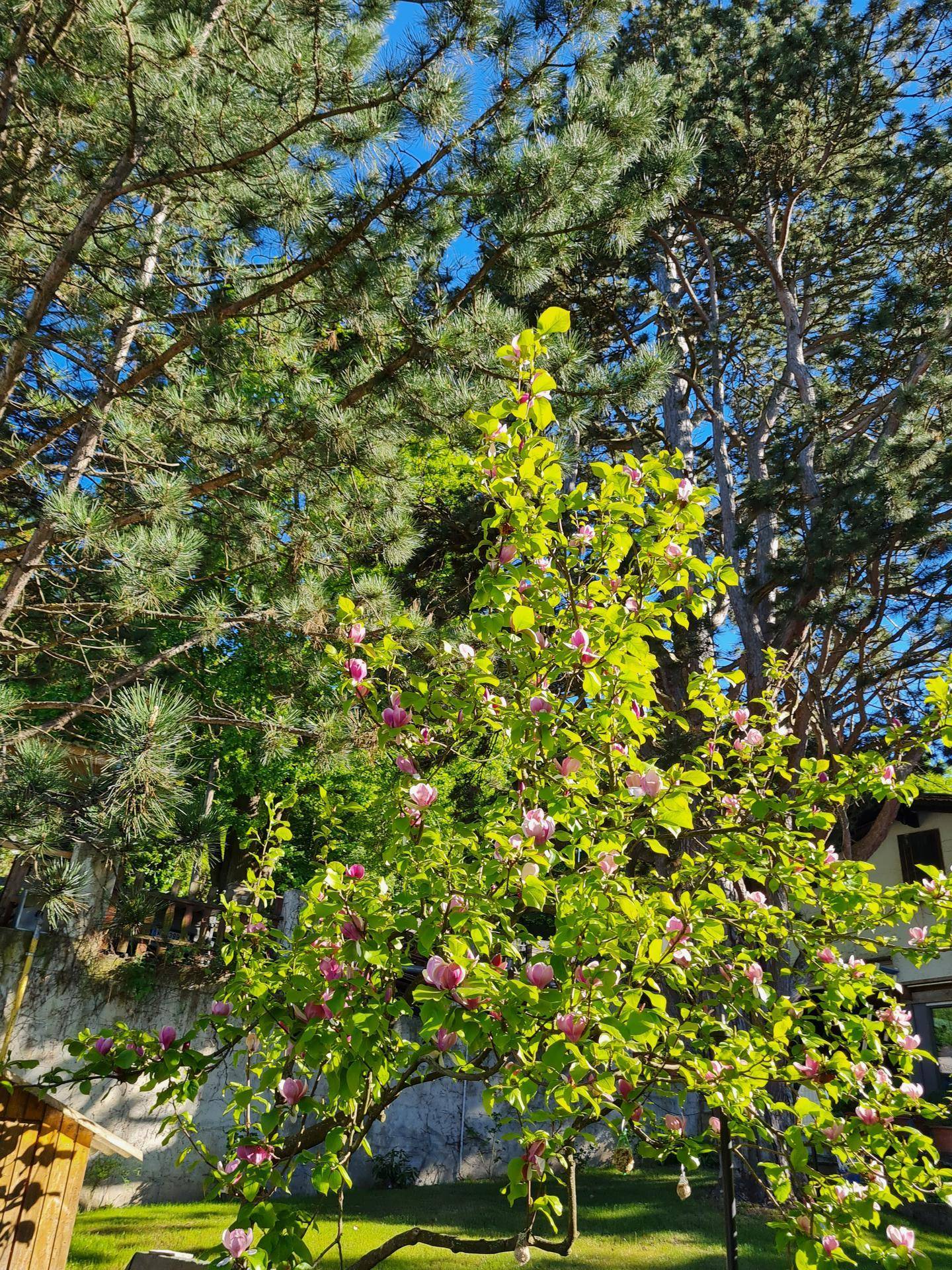 Blühender Baum im Garten mit hohen Nadelbäumen im Hintergrund unter blauem Himmel.