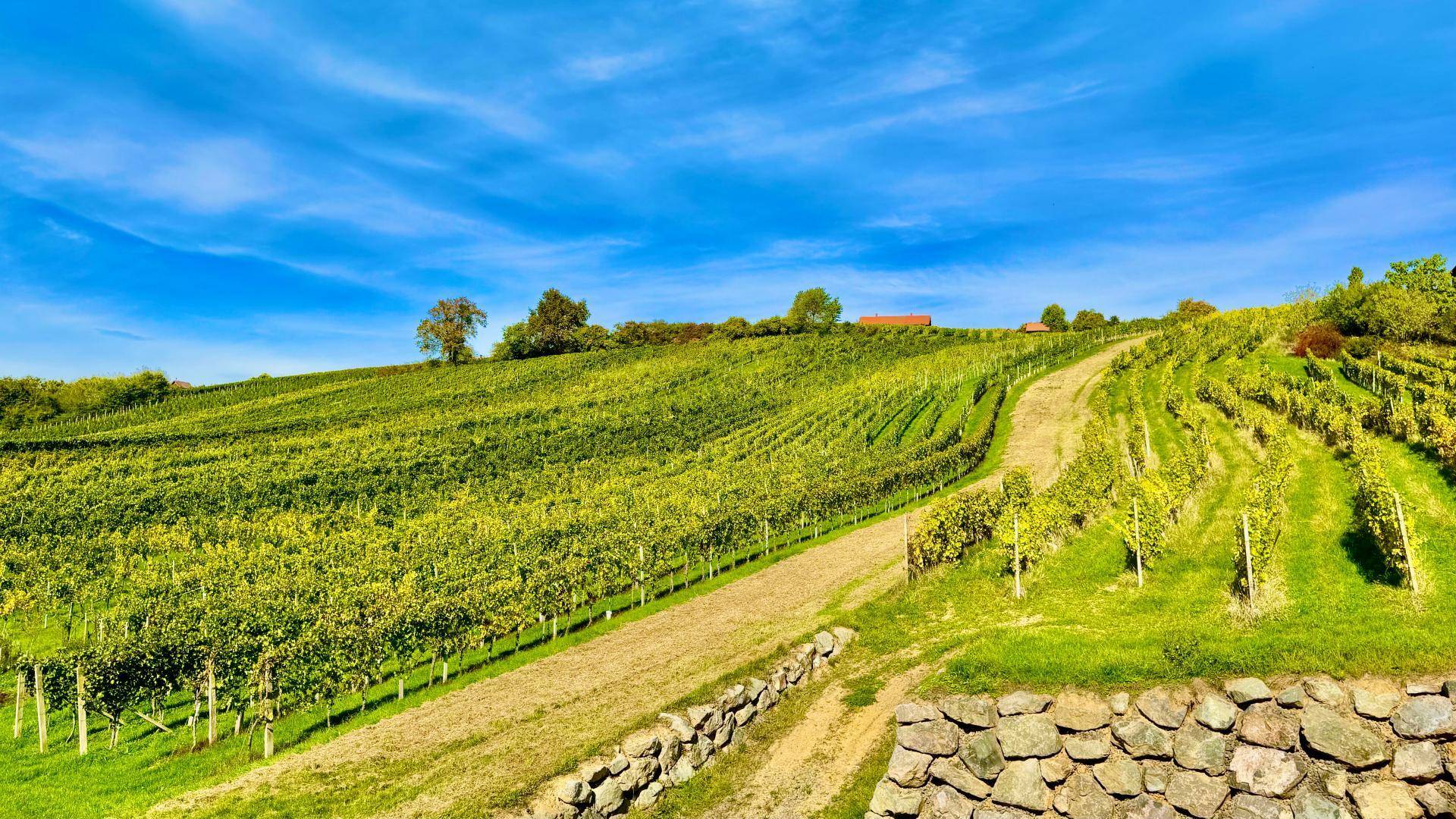 Weitläufige Weinberge unter strahlend blauem Himmel mit einem Feldweg und einer Steinmauer im Vordergrund.