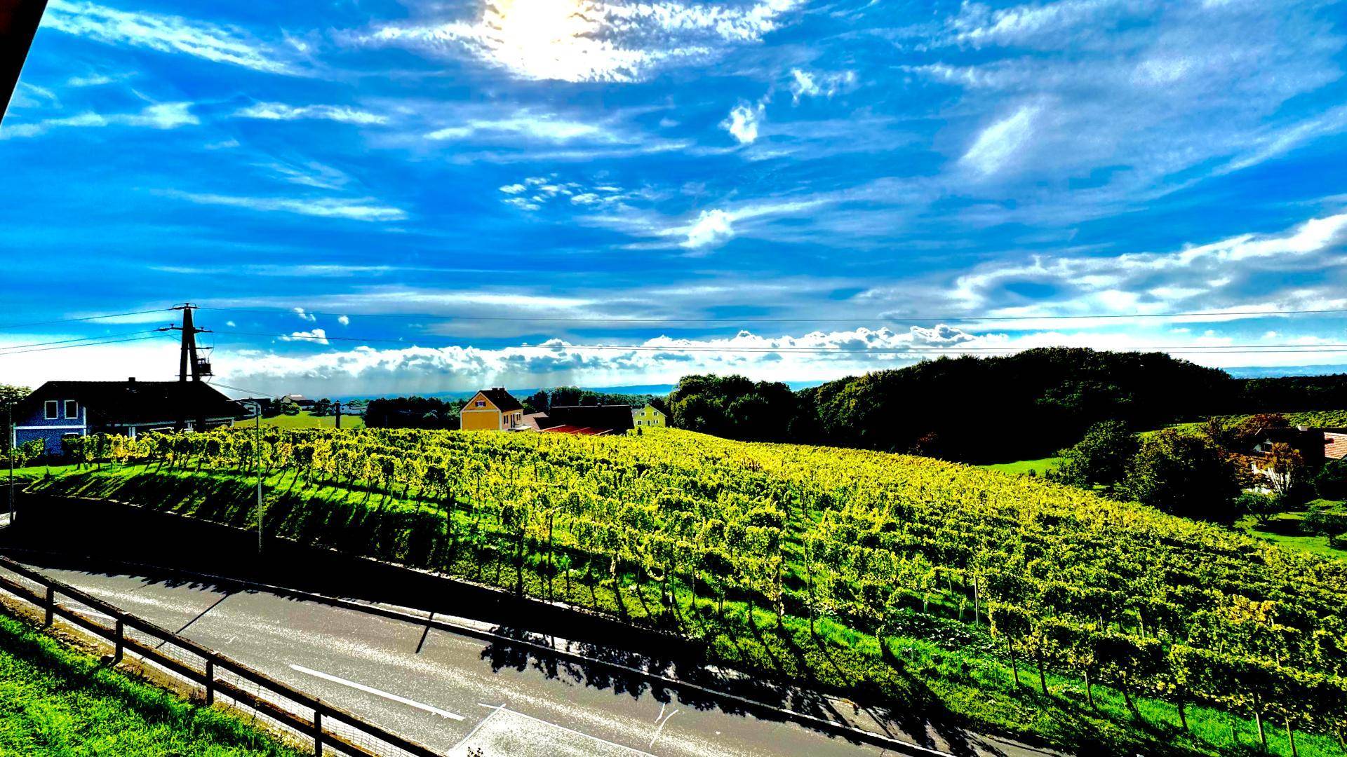 Weitläufiger Panoramablick über sonnige Weinberge und die umliegende Landschaft unter blauem Himmel.