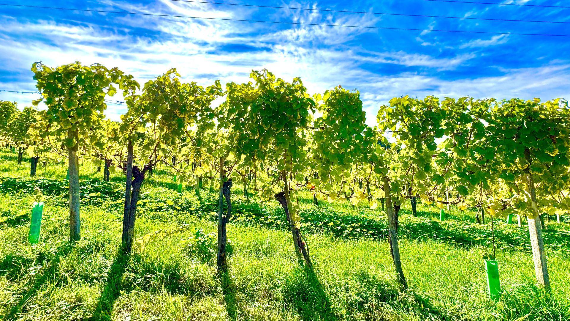 Nahaufnahme von jungen Weinreben mit leuchtend grünen Blättern unter einem hellblauen Himmel.