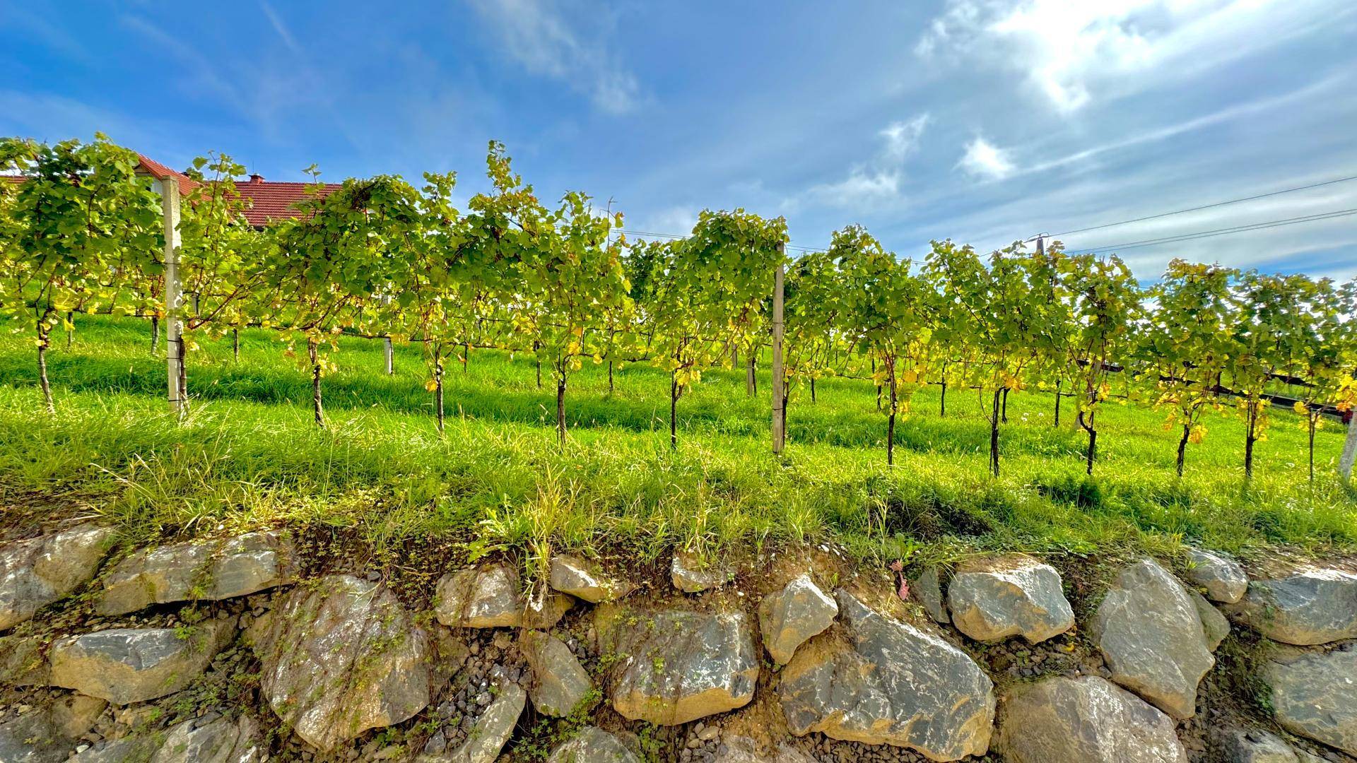 Grüne Weinreben auf einem Hang, gestützt von einer rustikalen Steinmauer im Vordergrund.