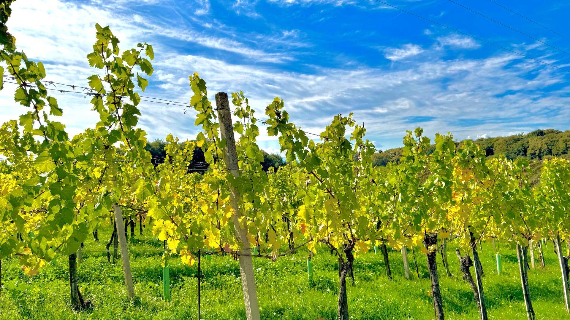 Detailaufnahme der Weinreben mit ihren grünen Blättern unter blauem Himmel.