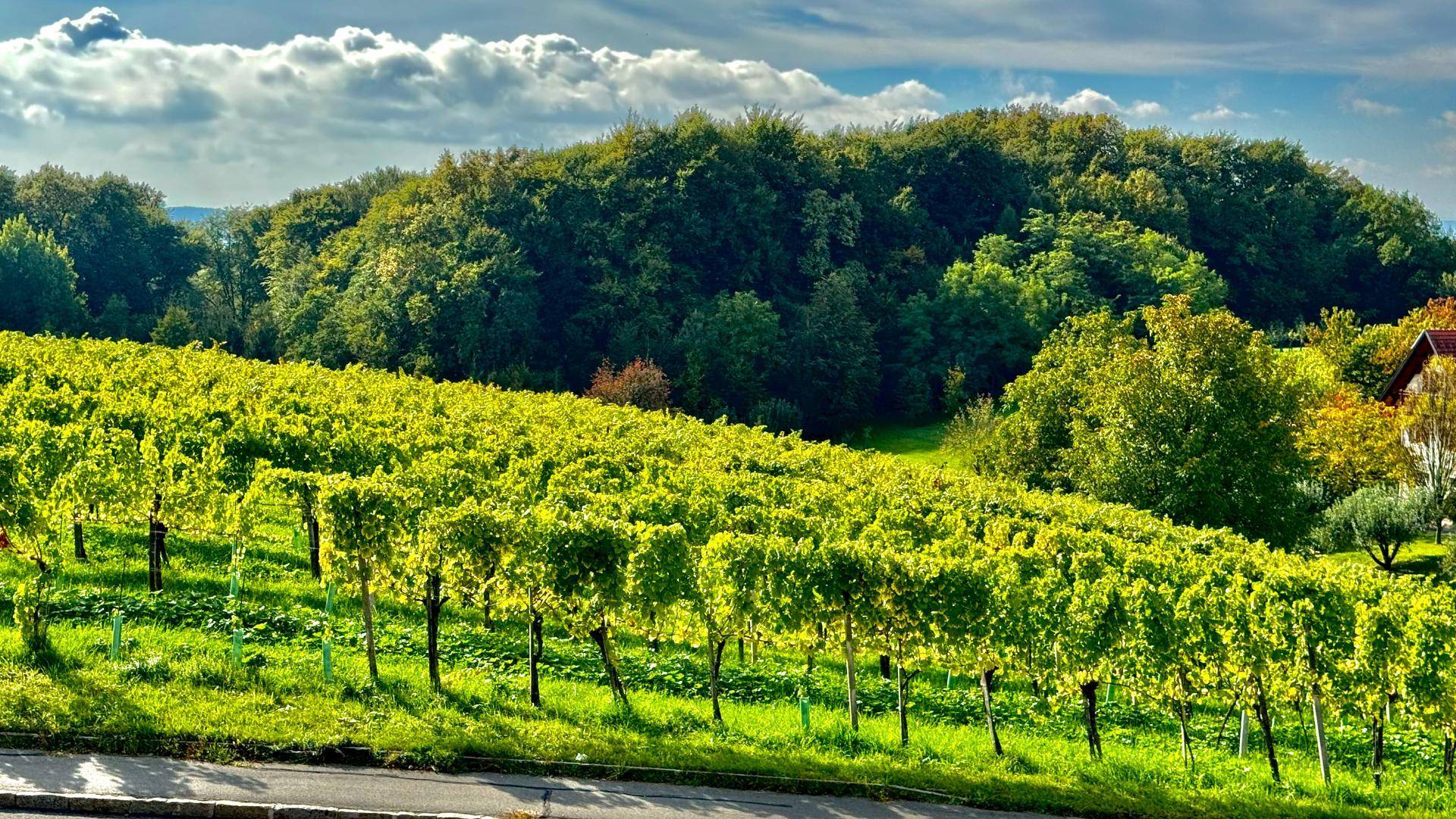 Blick auf sonnige Weinberge mit einem dichten Wald im Hintergrund unter bewölktem Himmel.