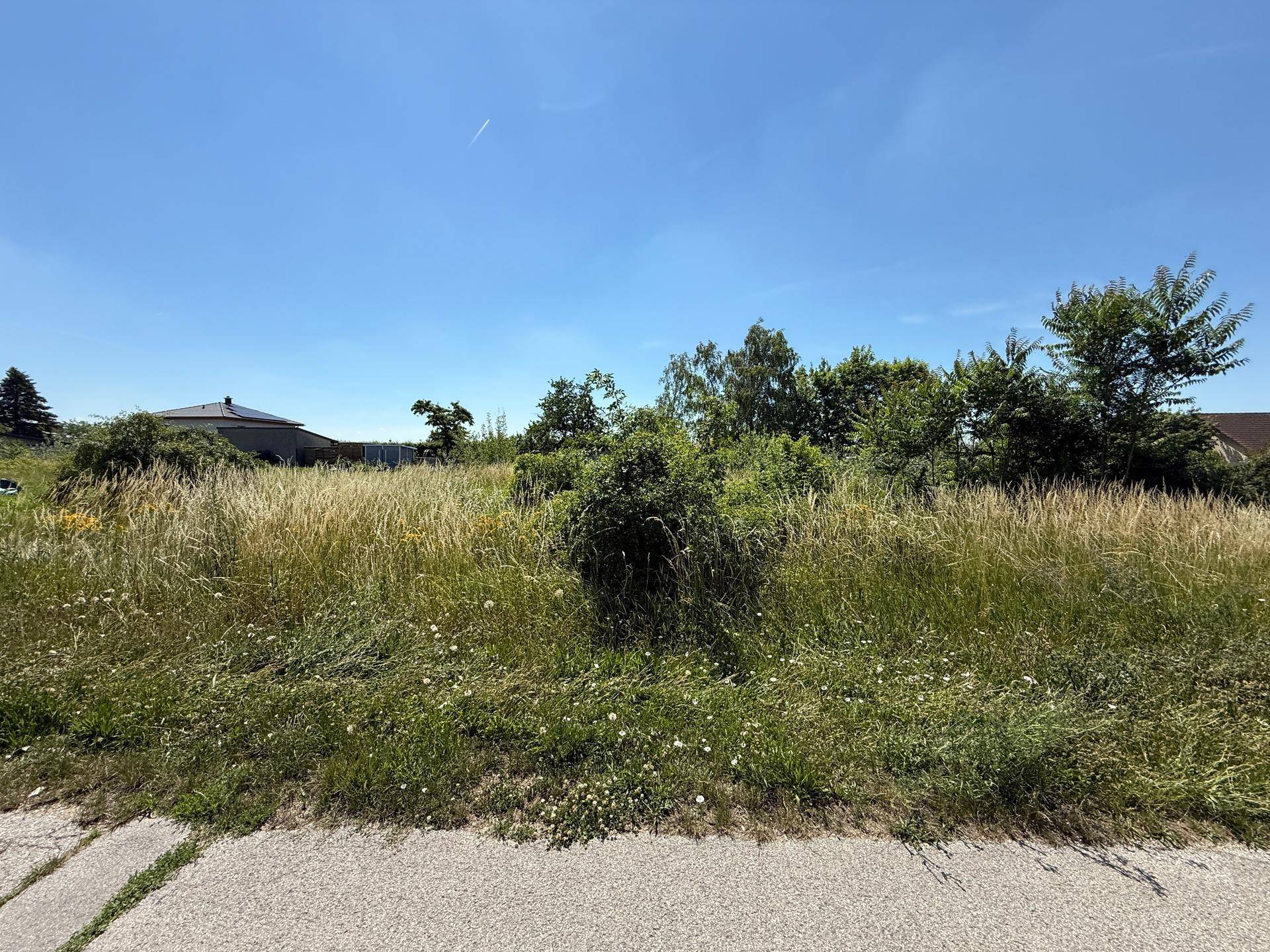 Sonniges, unbebautes Grundstück mit üppiger Vegetation und angrenzender Straße.