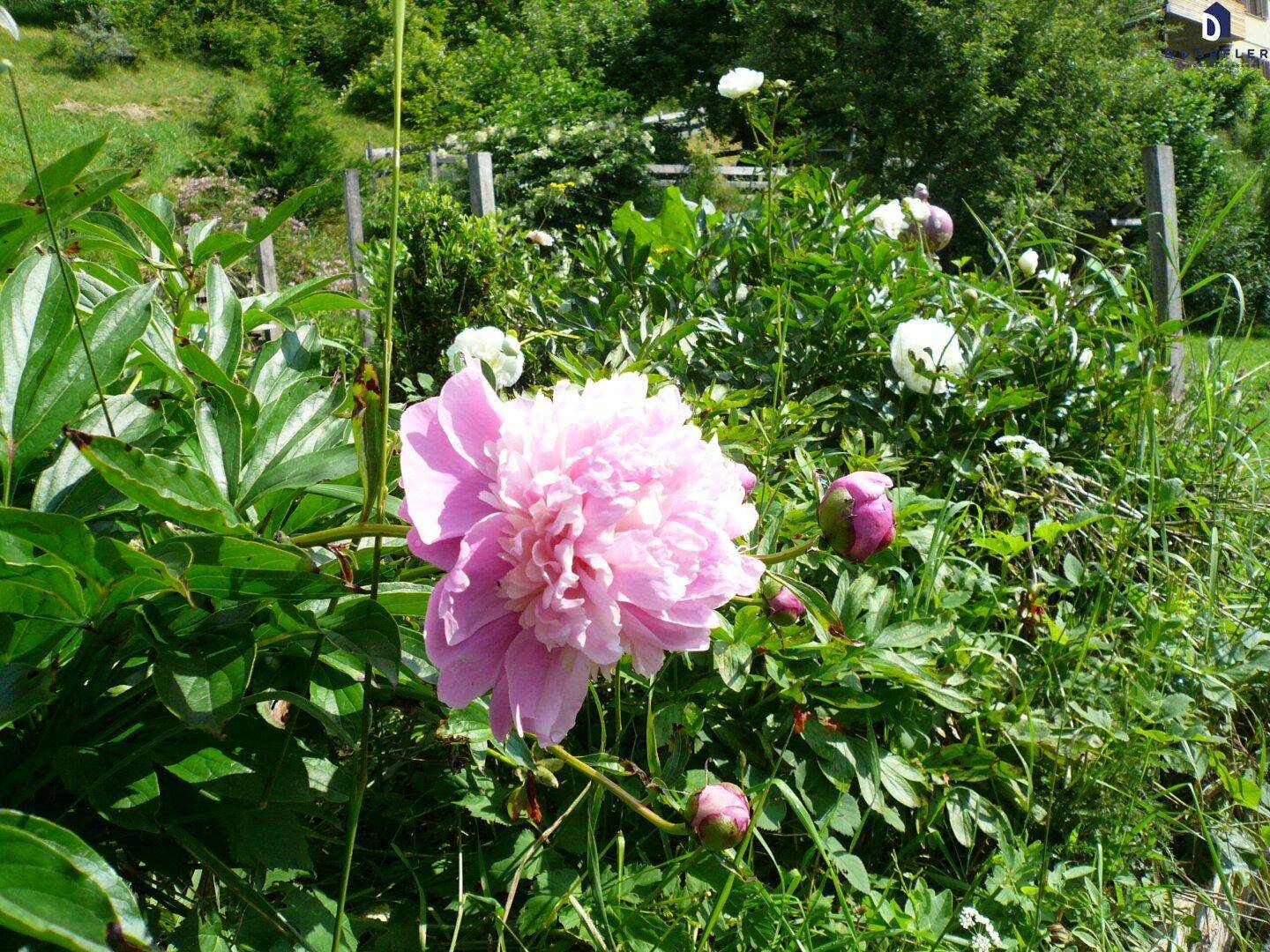 Nahaufnahme einer wunderschönen rosa Pfingstrose in voller Blüte im üppigen Garten.