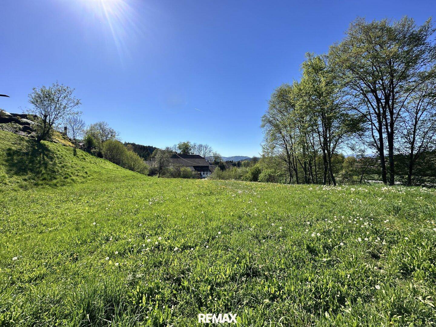 Weitläufige grüne Wiese mit Löwenzahn, einem Haus und Bäumen im Hintergrund, unter strahlend blauem Himmel.