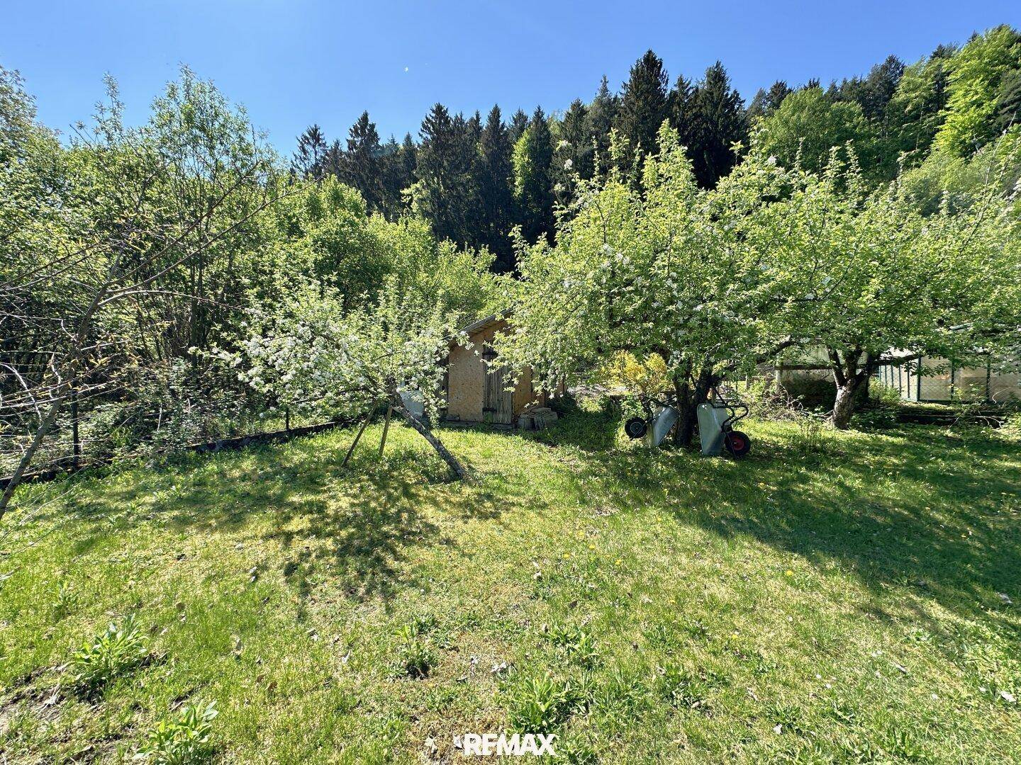 Grüner Gartenbereich mit blühenden Bäumen und einem kleinen Schuppen im Hintergrund.