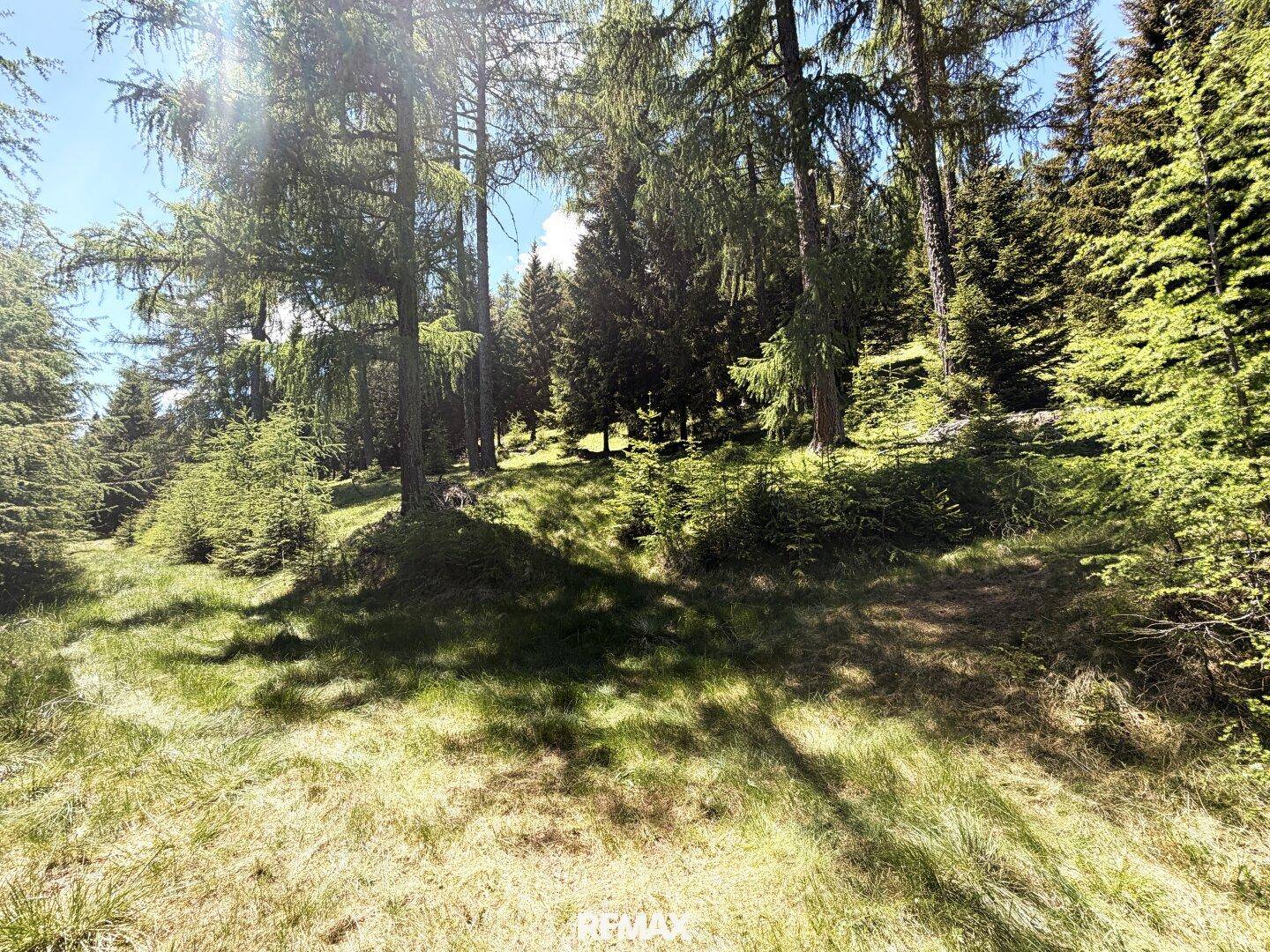 Bodennahaufnahme eines Waldbodens mit Bäumen und Gras, durch das Sonnenlicht fällt.
