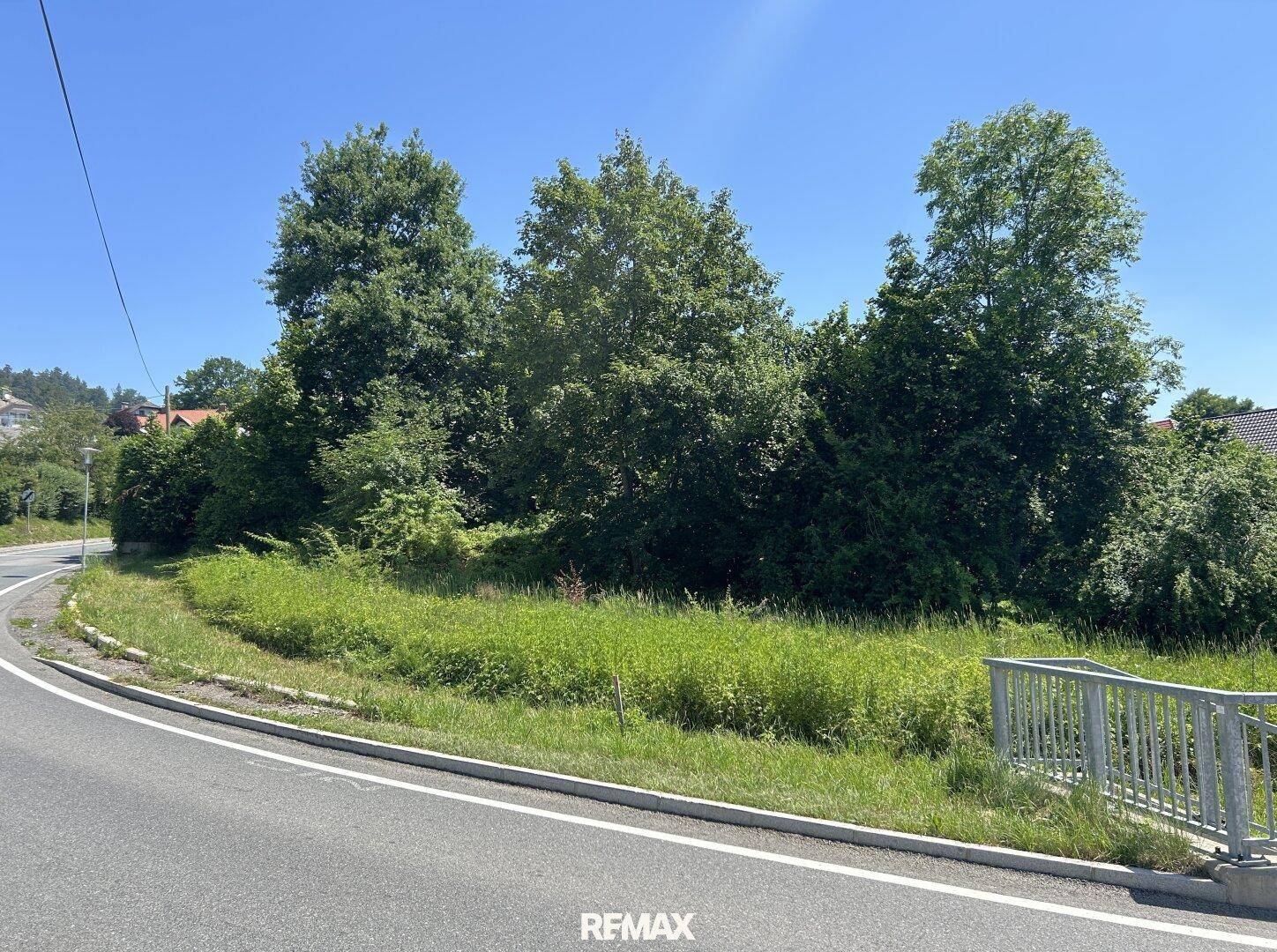Blick vom Straßenrand auf das grüne Grundstück mit hohen Bäumen und üppiger Vegetation unter blauem Himmel.