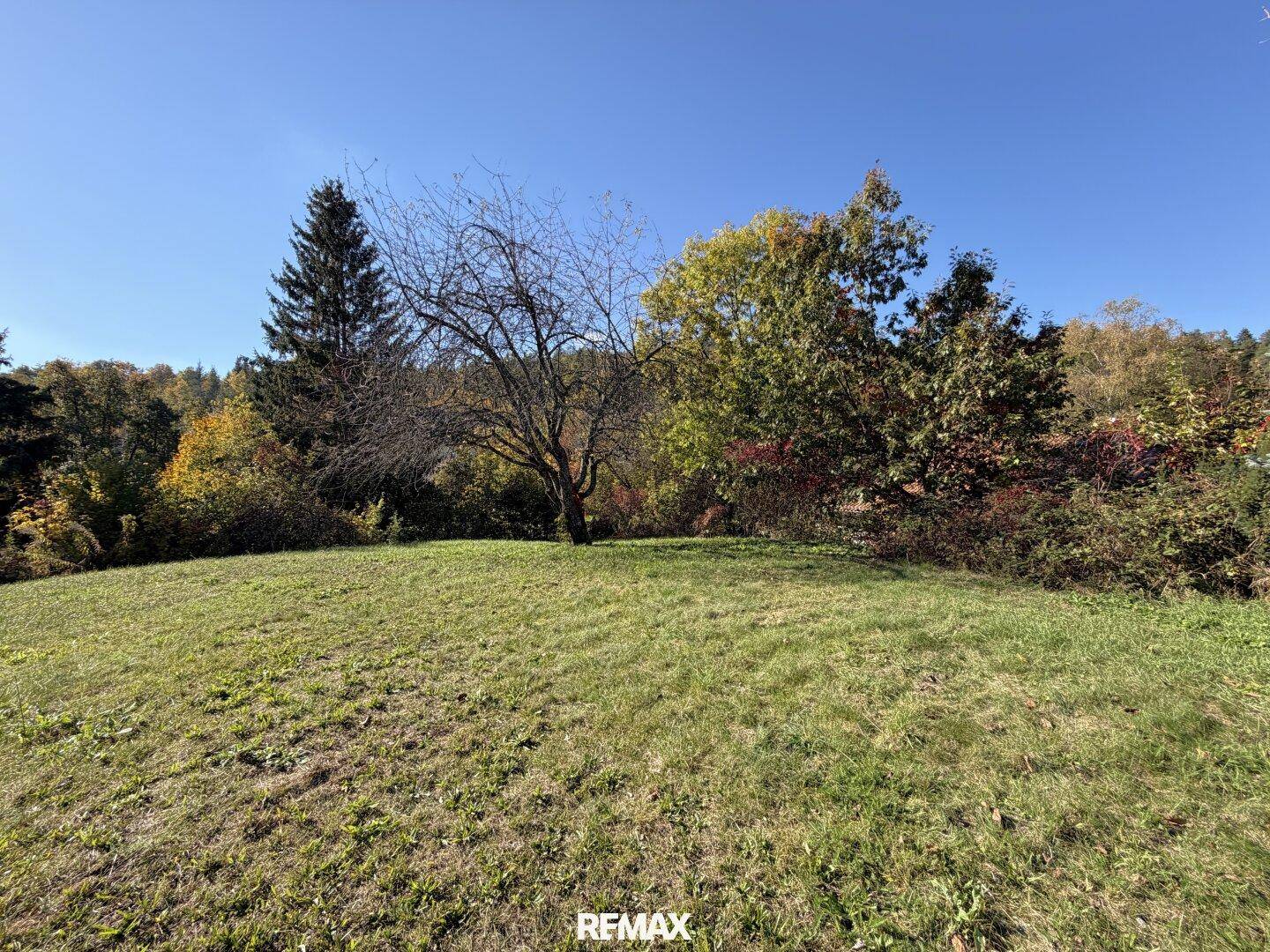 Große, sonnige Rasenfläche des Gartens mit einzelnen Bäumen und herbstlicher Vegetation.