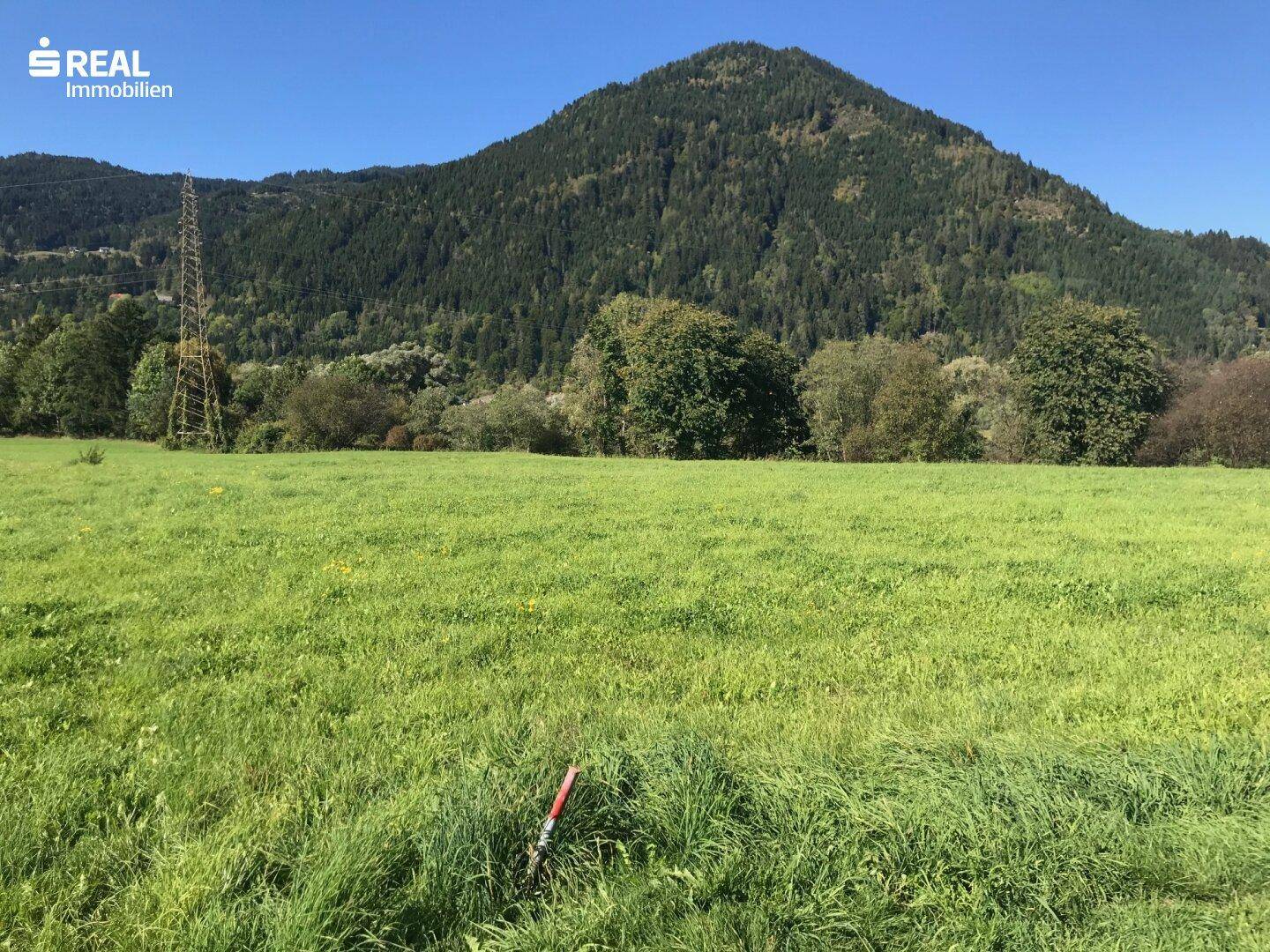 Weitläufige grüne Wiese mit majestätischen Bergen und üppiger Vegetation im Hintergrund.
