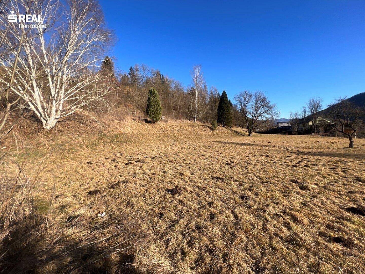 Trockenes Grasland mit einigen Bäumen und Sträuchern unter einem klaren, blauen Himmel.