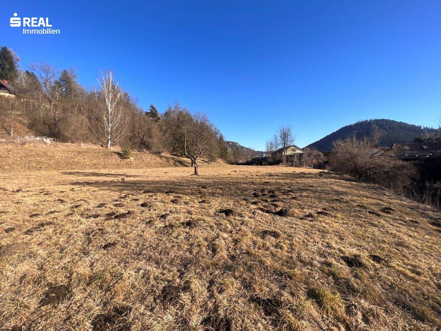 Weitläufiges Wiesengrundstück mit vereinzelten Bäumen und sanften Hügeln in der Ferne.