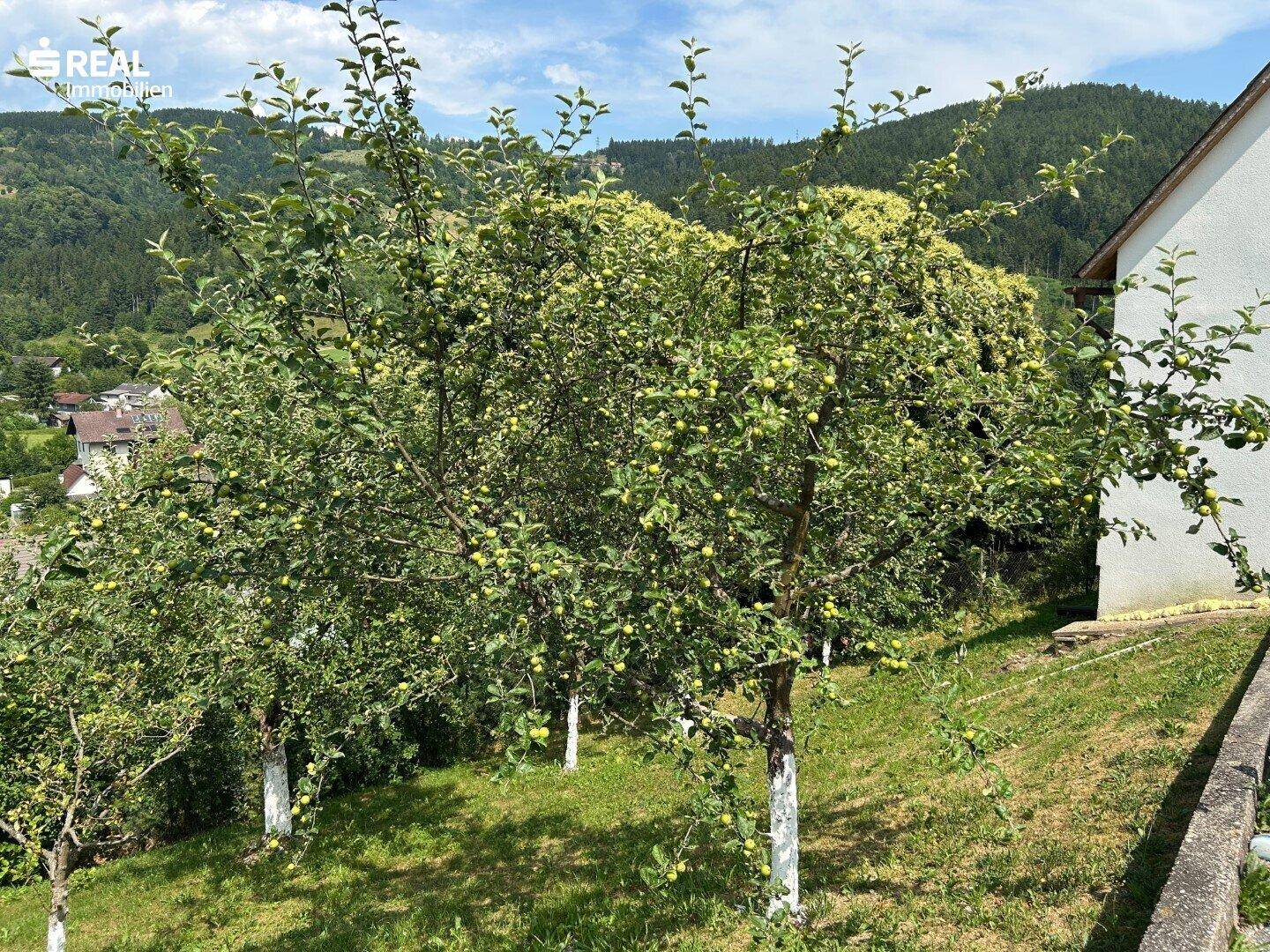 Grüner Gartenbereich mit mehreren Obstbäumen und Blick auf die umliegende Landschaft.