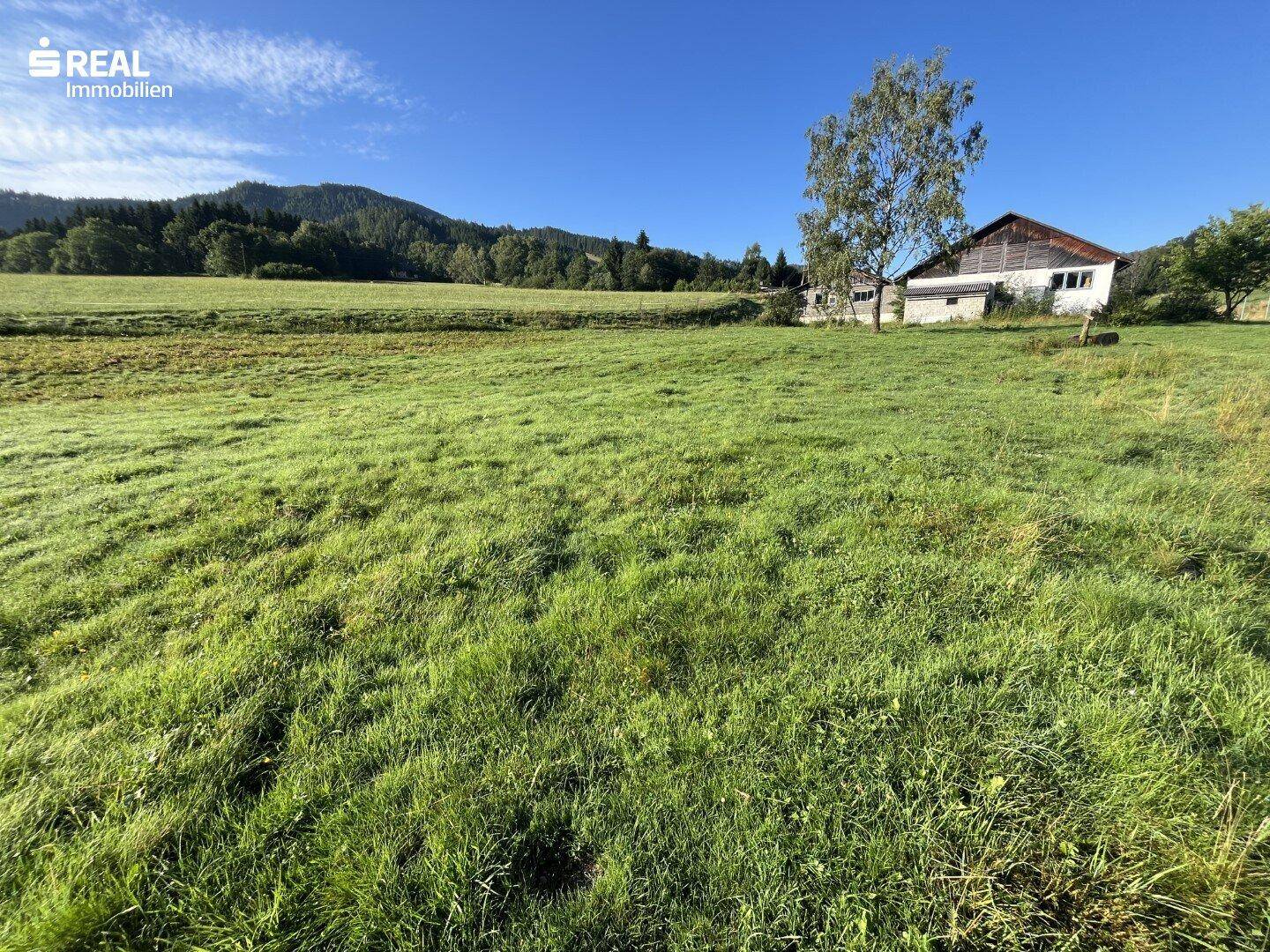 Weitläufige grüne Wiesen und Hügel in der Ferne unter blauem Himmel.