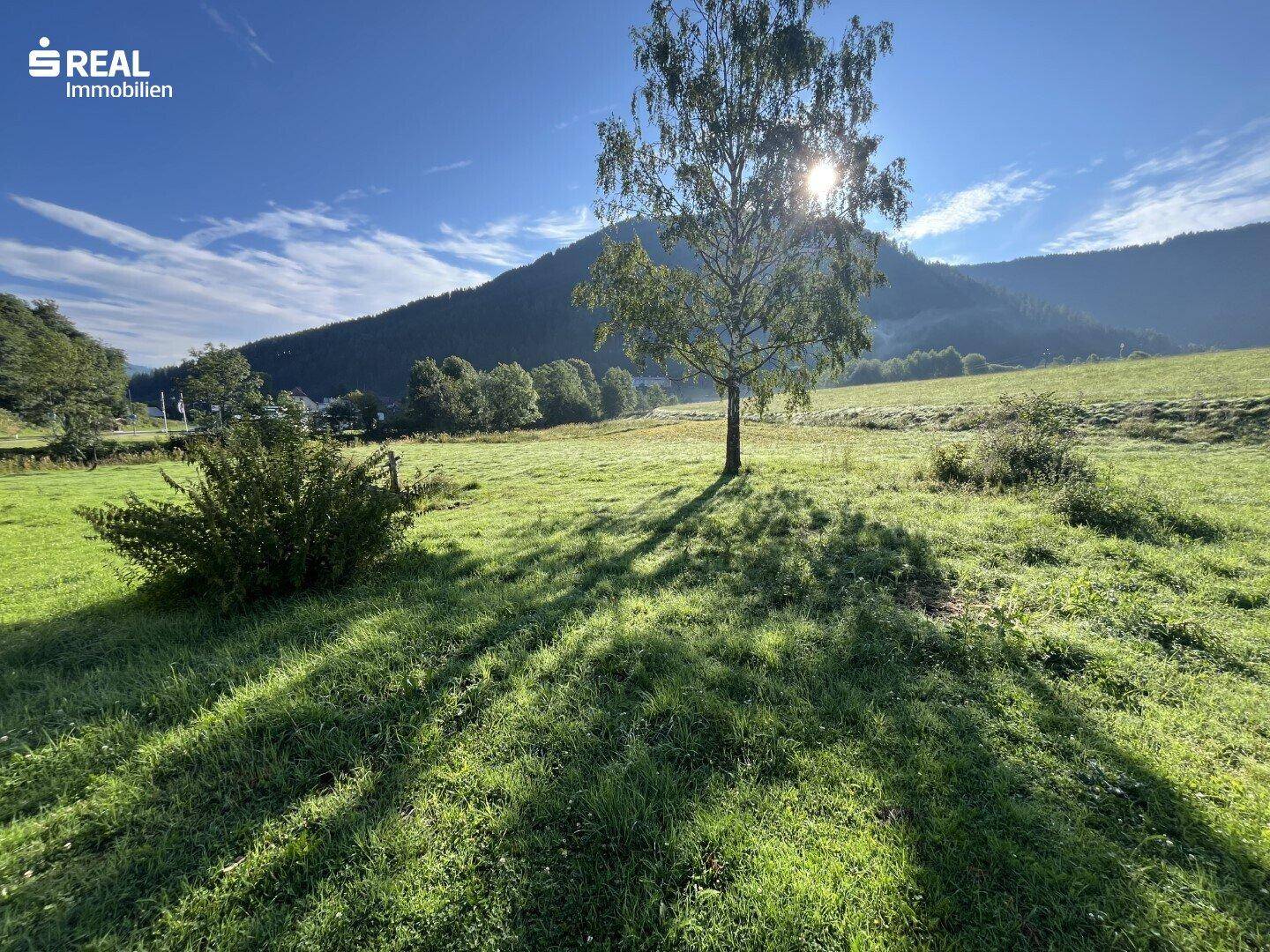 Malerische Landschaft mit einem Baum auf einer grünen Wiese und Bergen im Hintergrund.